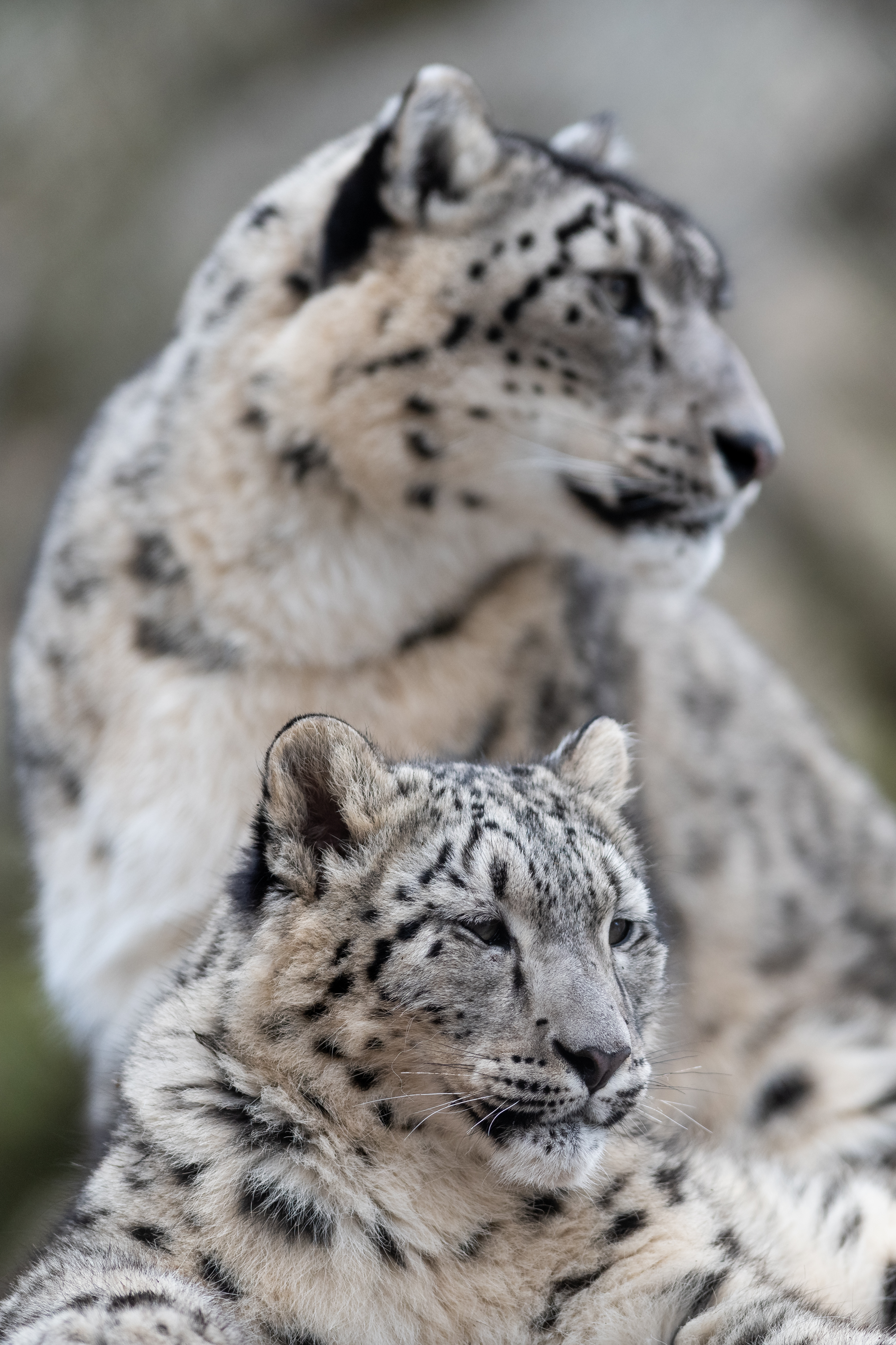 131686 descargar fondo de pantalla leopardo de nieve, animales, leopardo, depredador, gato grande, fauna silvestre, vida silvestre, irbis: protectores de pantalla e imágenes gratis