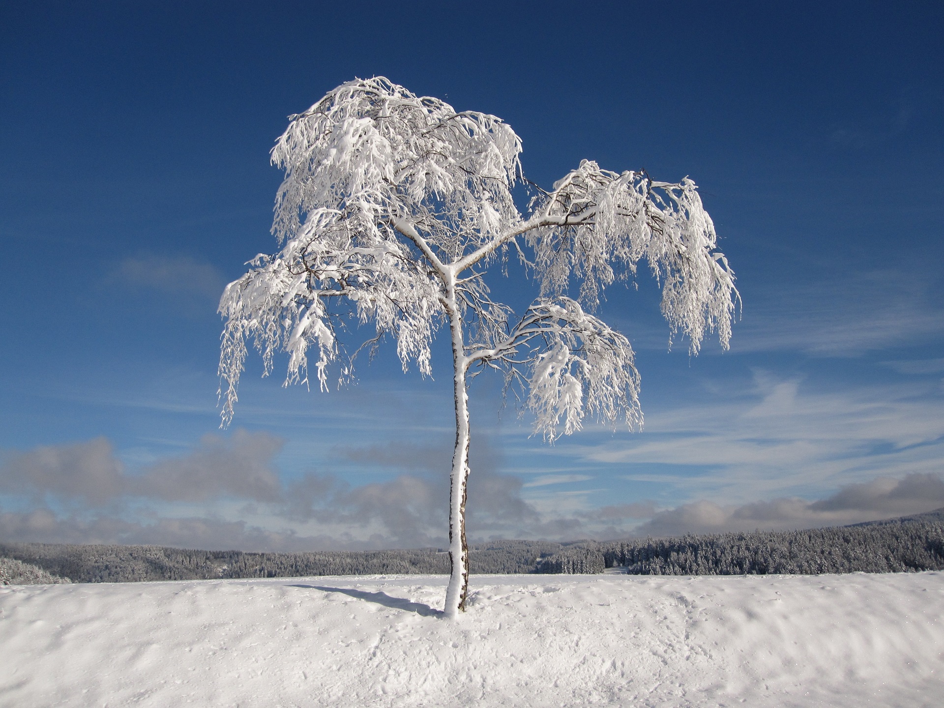 Download mobile wallpaper Winter, Nature, Trees, Snow, Tree, Earth for free.