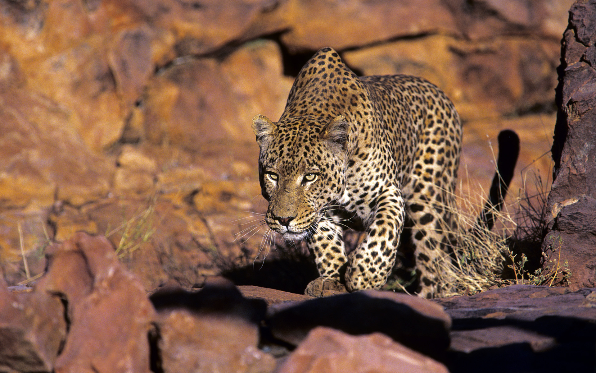 Descarga gratuita de fondo de pantalla para móvil de Animales, Gatos, Leopardo.