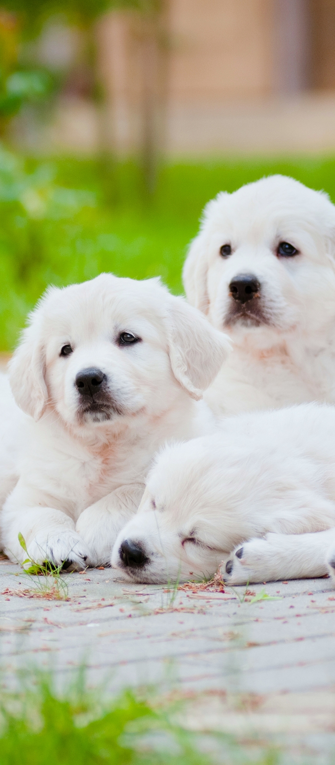 Handy-Wallpaper Tiere, Hunde, Hund, Welpen, Golden Retriever, Welpe kostenlos herunterladen.