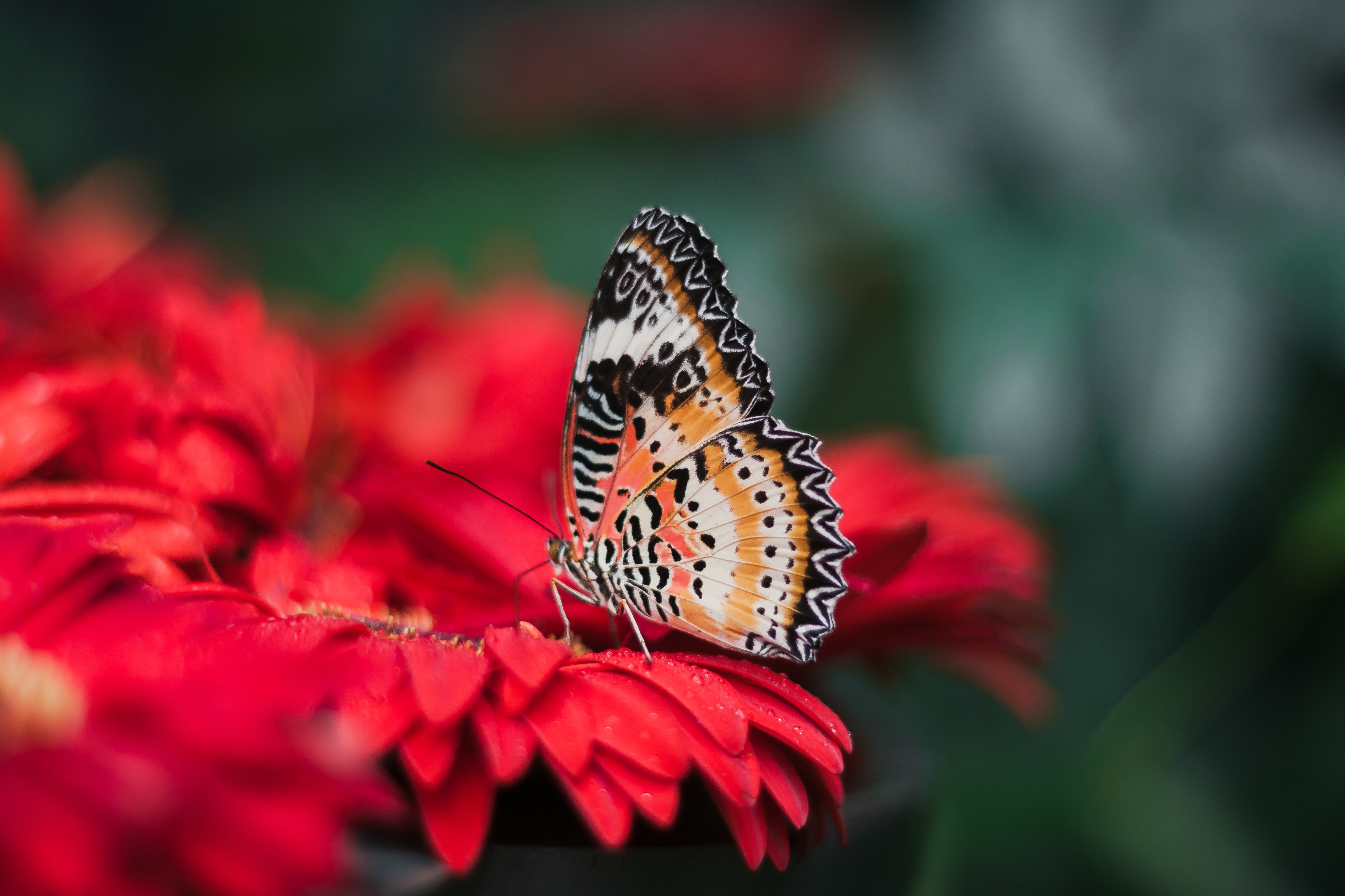 butterfly, blur, smooth, macro, flower, wings, bright HD wallpaper