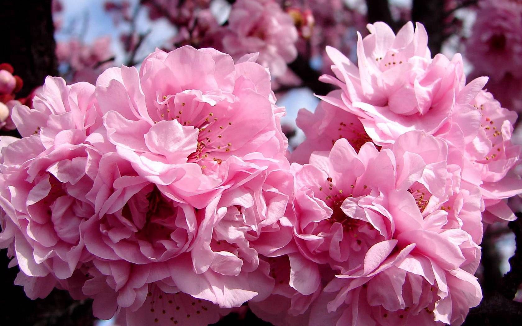 143447 скачать картинку весна, цветение, цветы, розовый, макро, плод - обои и заставки бесплатно