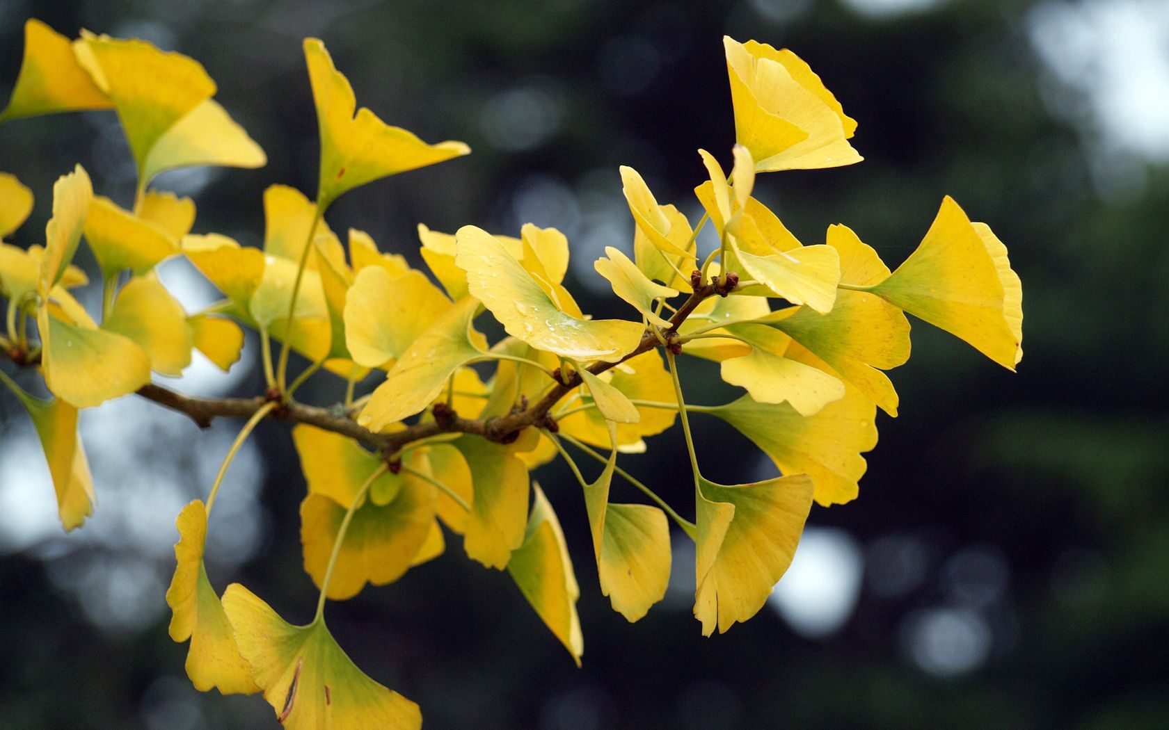 Laden Sie das Natur, Blätter, Zweig, Ast, Ginkgo-Bild kostenlos auf Ihren PC-Desktop herunter