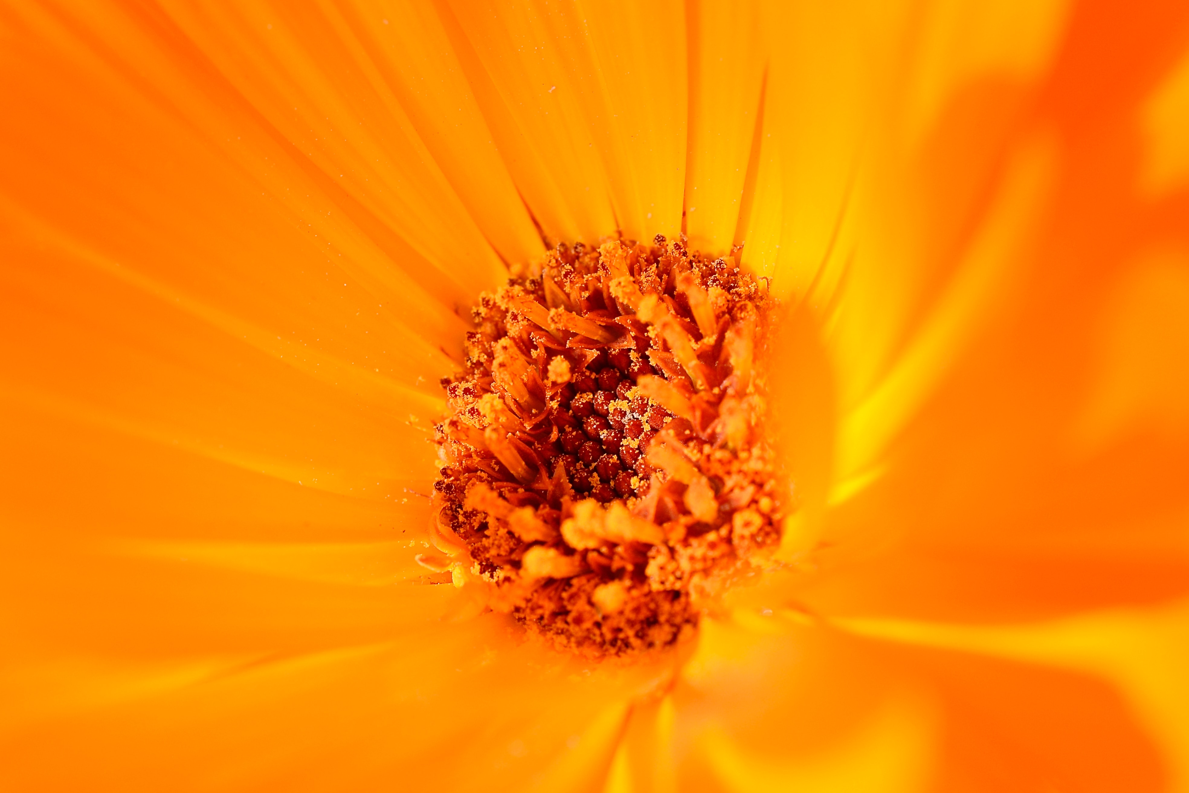 Free download wallpaper Flower, Macro, Pollen on your PC desktop