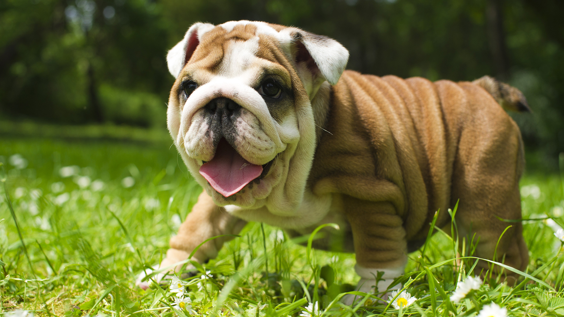 Laden Sie das Tiere, Hunde, Hund, Welpen, Bulldogge, Tierbaby-Bild kostenlos auf Ihren PC-Desktop herunter