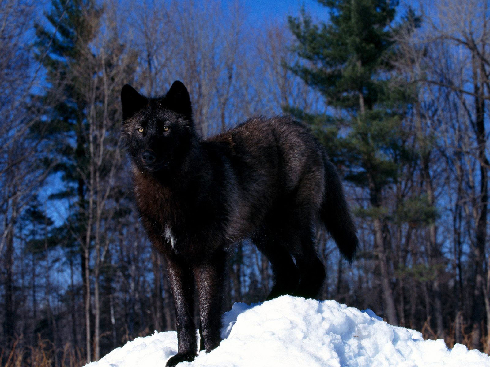 Download mobile wallpaper Wolf, Animal for free.