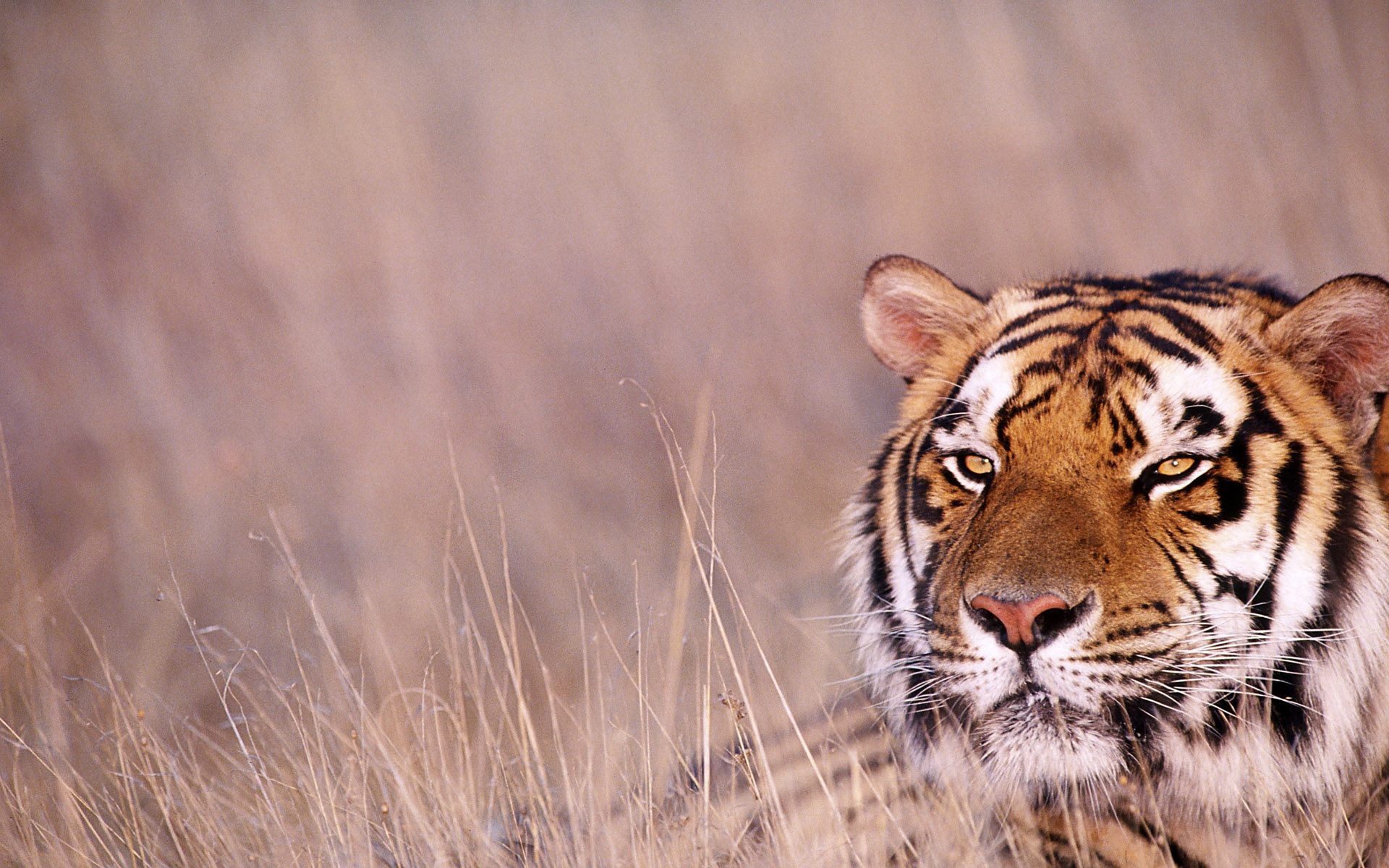 Téléchargez des papiers peints mobile Chats, Animaux, Tigre gratuitement.