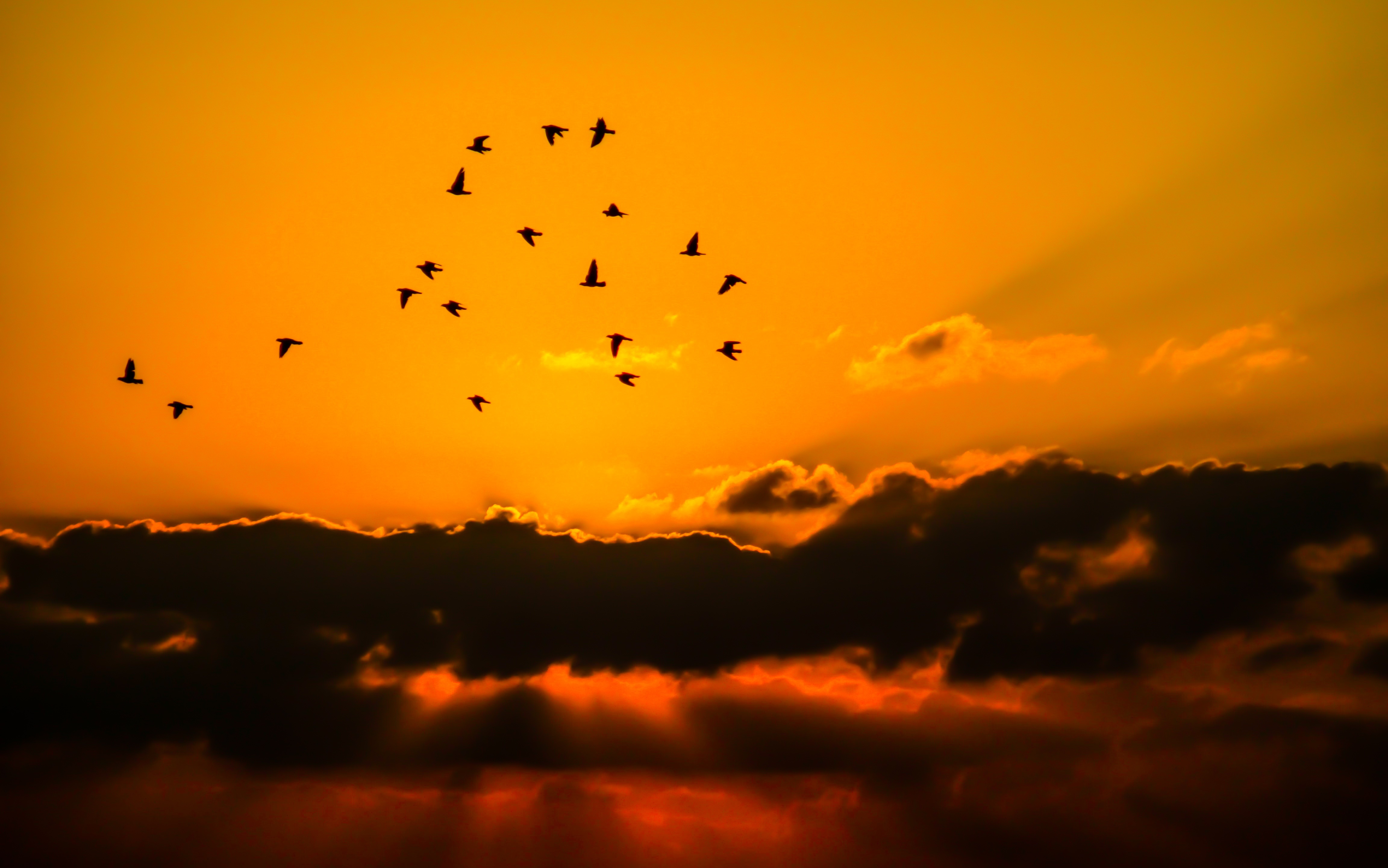 Laden Sie das Silhouette, Vogel, Wolke, Himmel, Sonnenuntergang, Sonnenstrahl, Vogelschwarm, Erde/natur, Orange Farbe)-Bild kostenlos auf Ihren PC-Desktop herunter