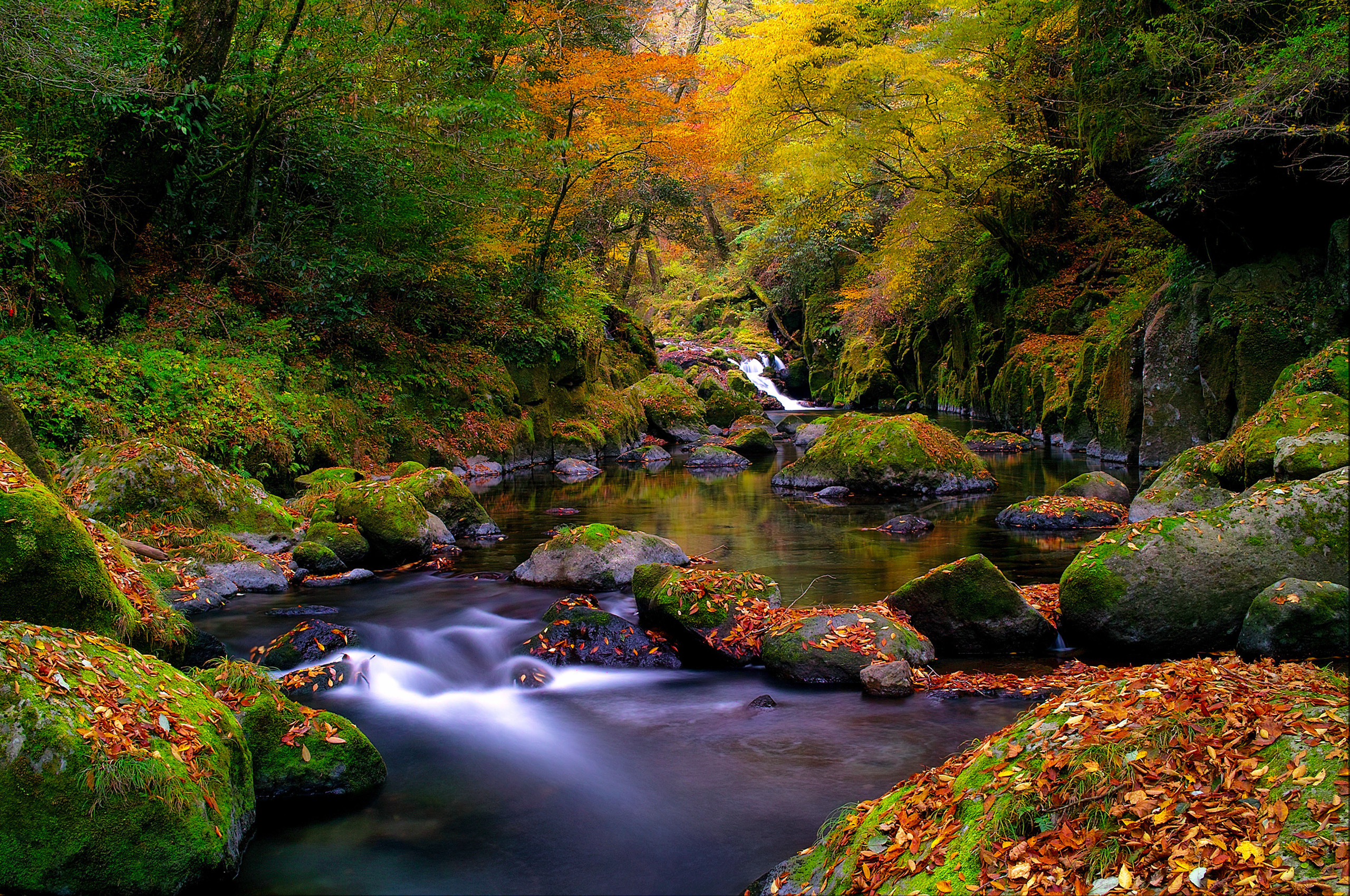 Скачать картинку Ручей, Мох, Осень, Лес, Дерево, Земля/природа в телефон бесплатно.