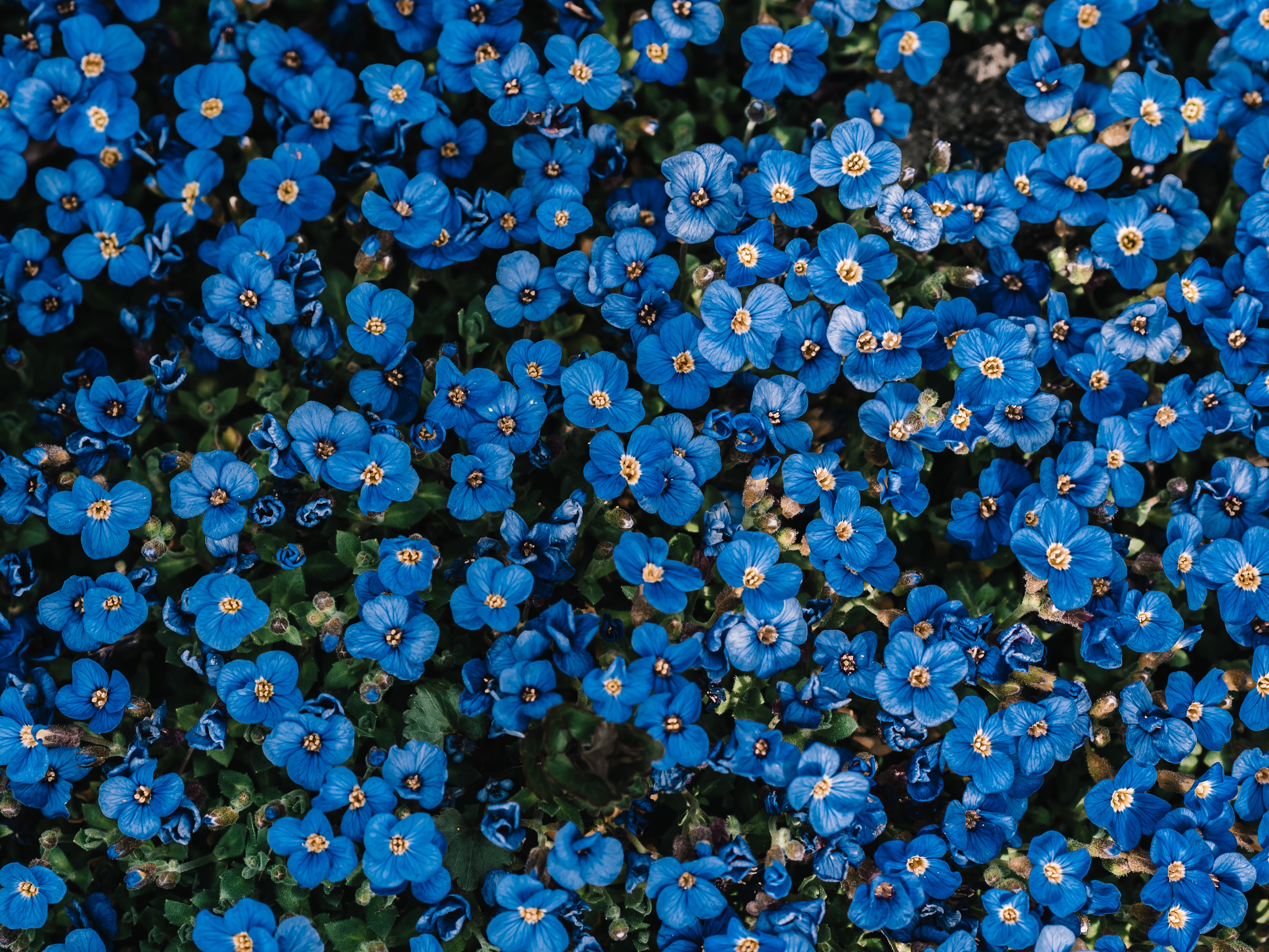 bloom, blue, flowers, flowering, plant, decorative HD wallpaper