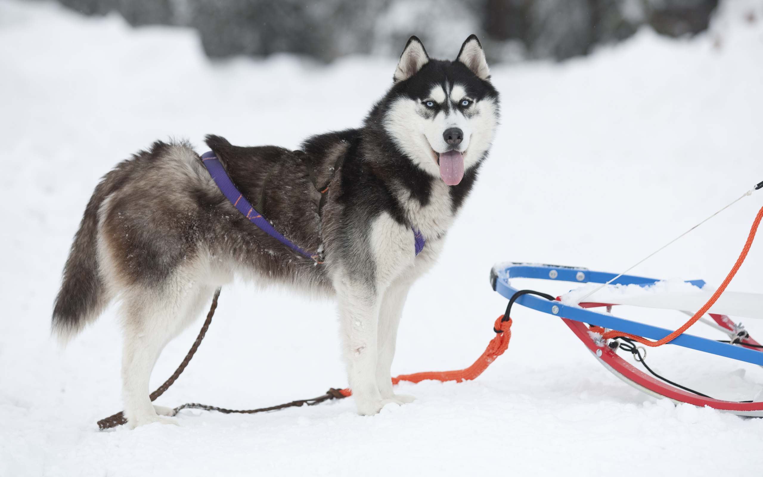 Handy-Wallpaper Schlittenhund, Hunde, Schnee, Hund, Winter, Tiere kostenlos herunterladen.