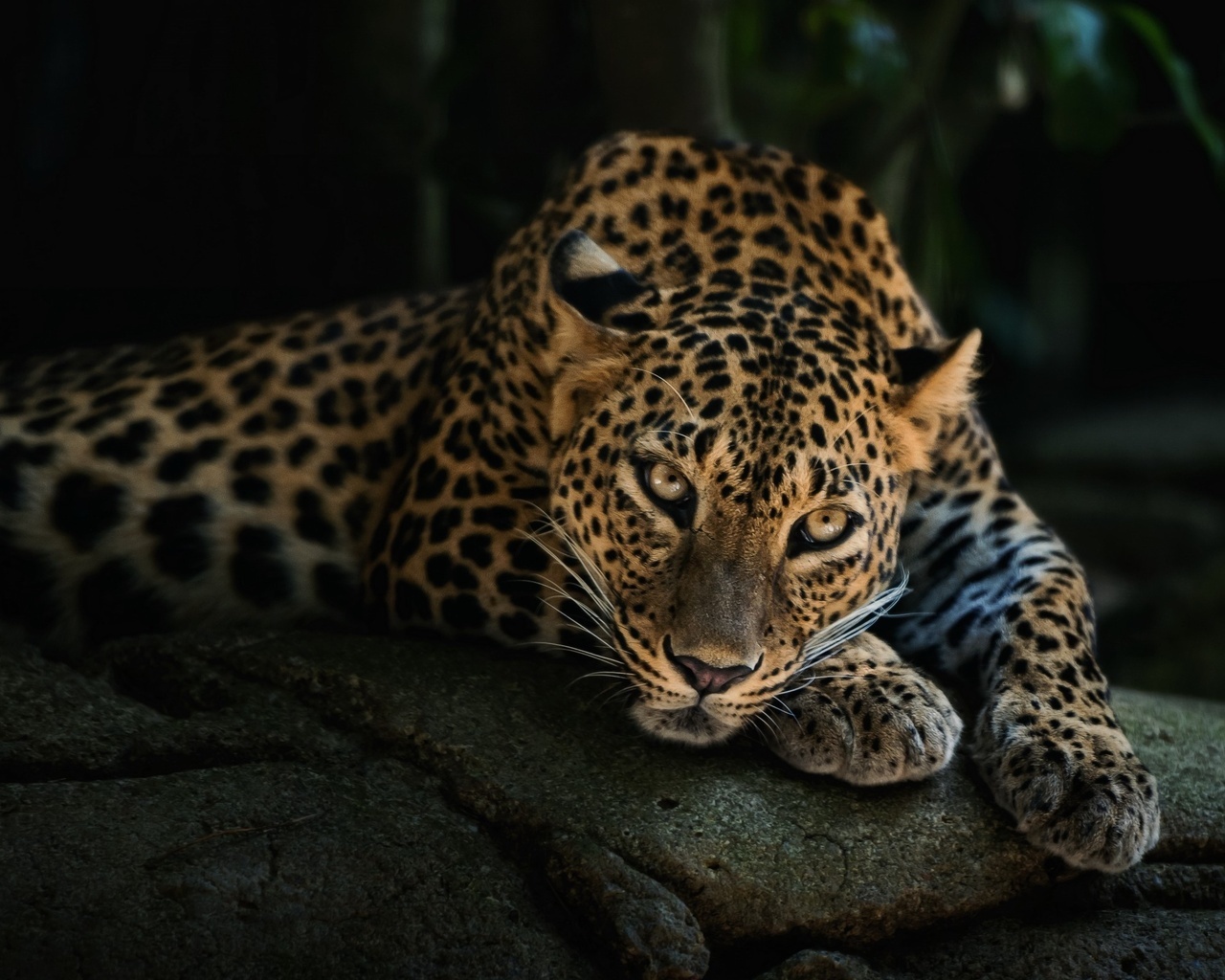 leopards, black, animals HD wallpaper