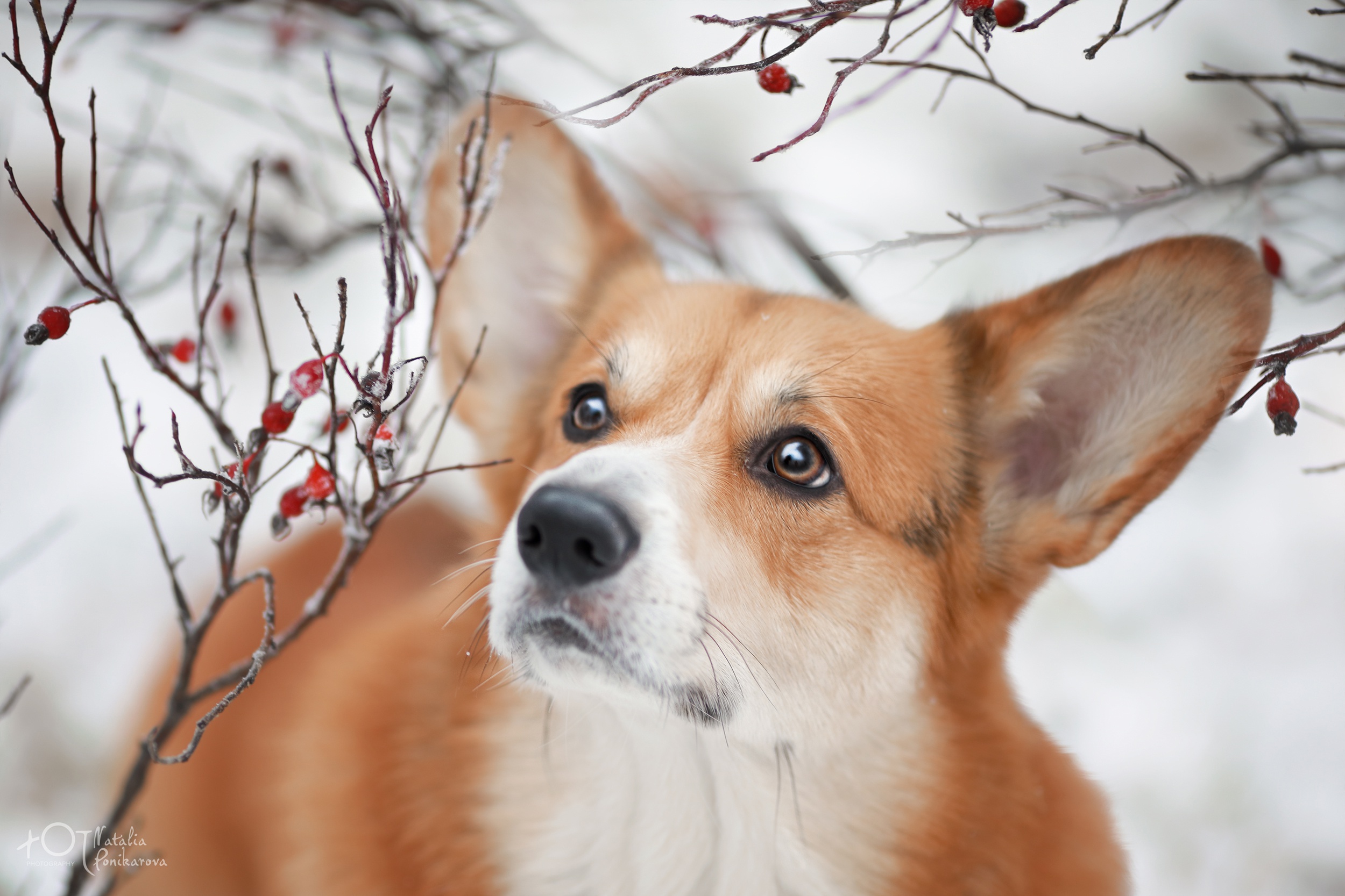 Free download wallpaper Dogs, Dog, Animal, Corgi on your PC desktop