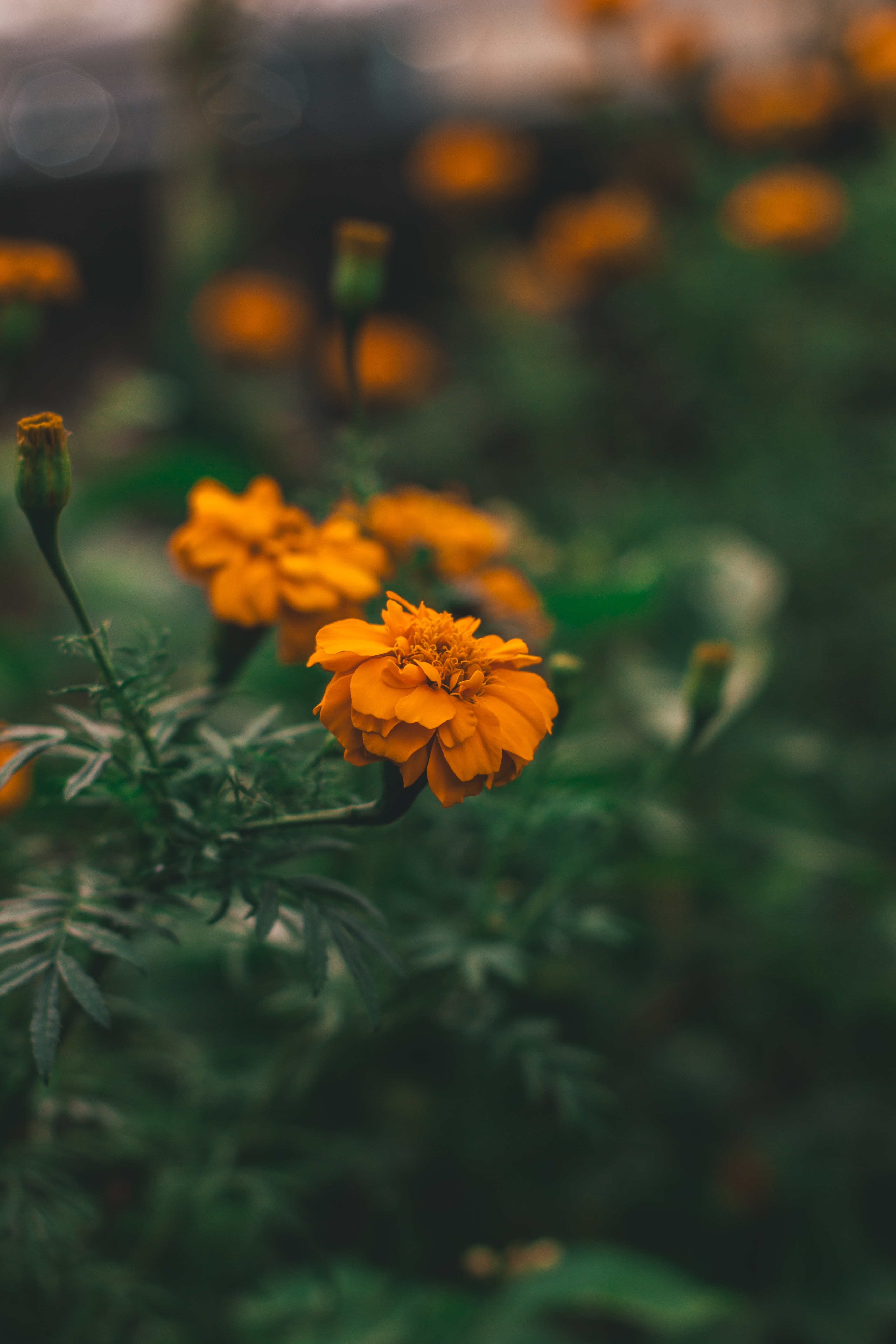 flowers, orange, flower, macro, blur, smooth, flower bed, flowerbed