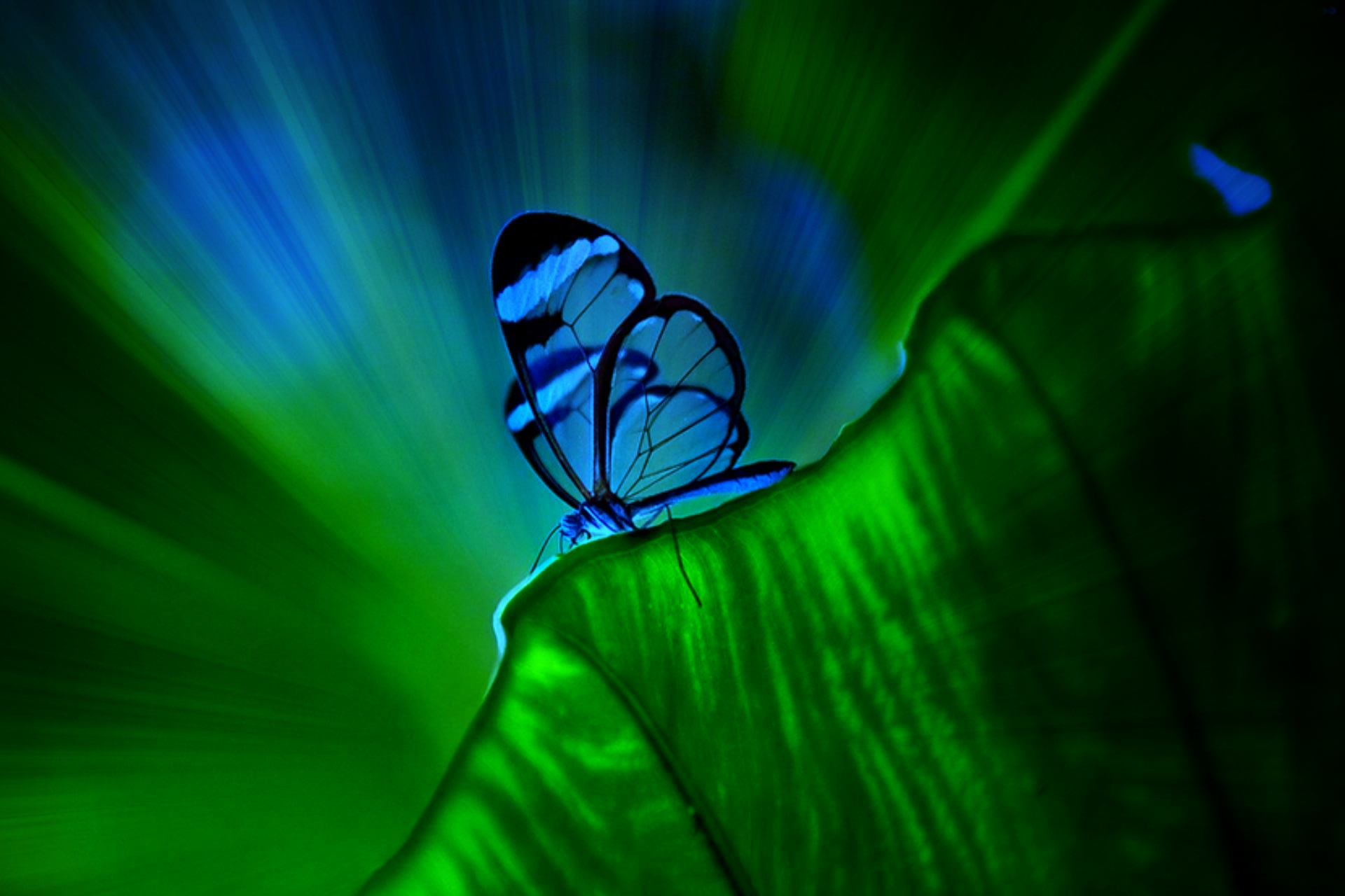 Free download wallpaper Leaf, Butterfly, Animal on your PC desktop