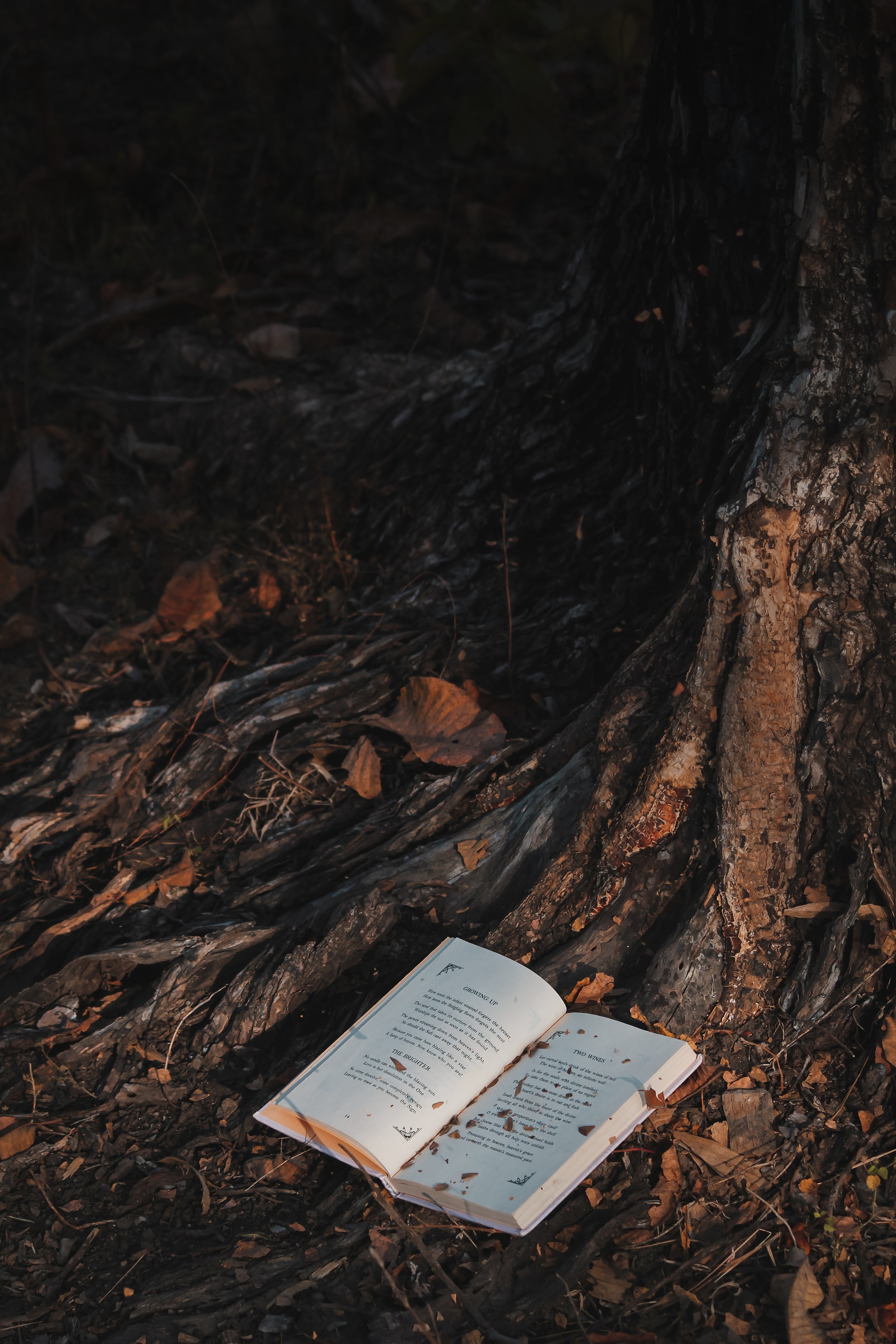 miscellanea, wood, forest, book, miscellaneous, tree Full HD