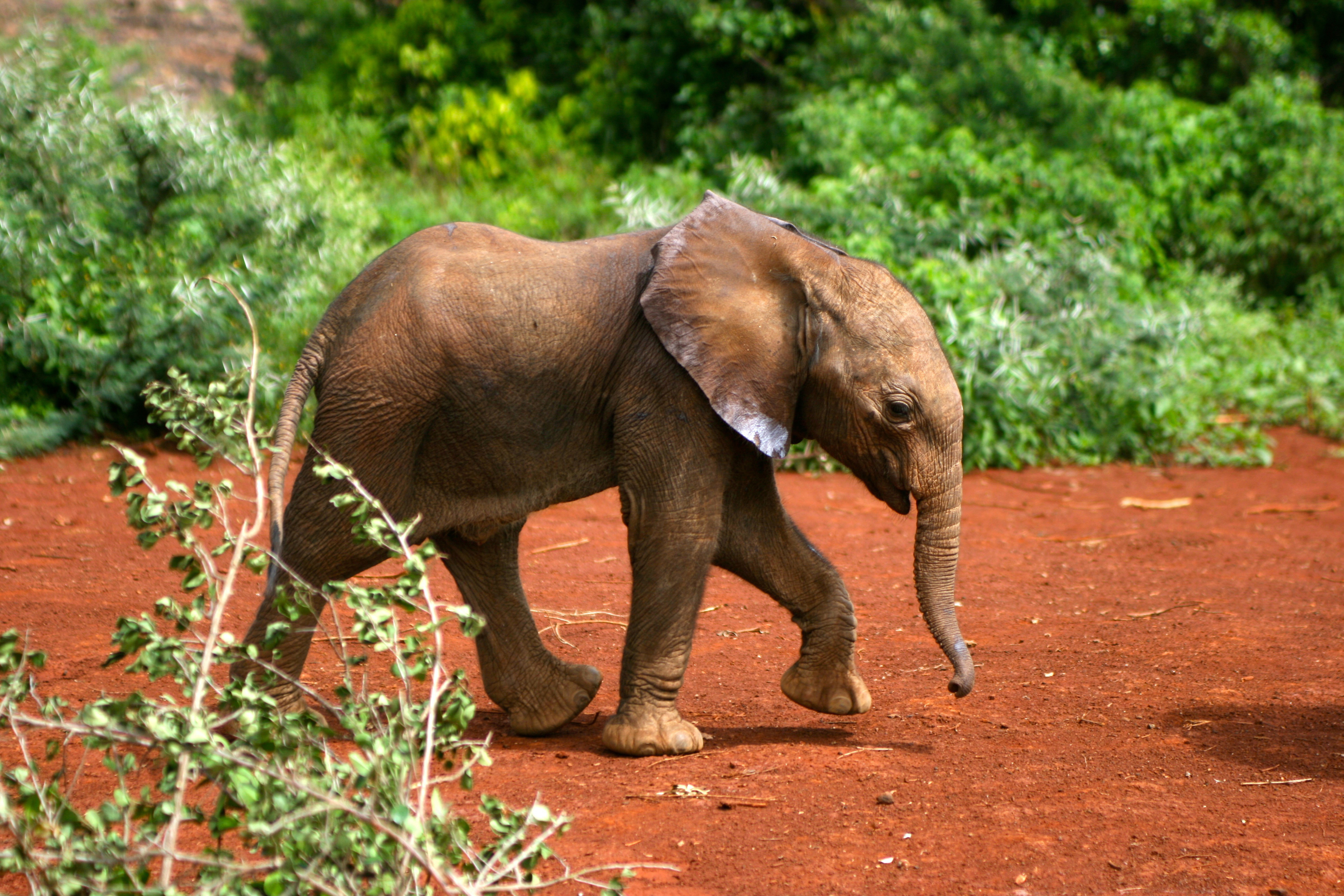 Скачать обои бесплатно Животные, Слоны, Африканский Слон картинка на рабочий стол ПК
