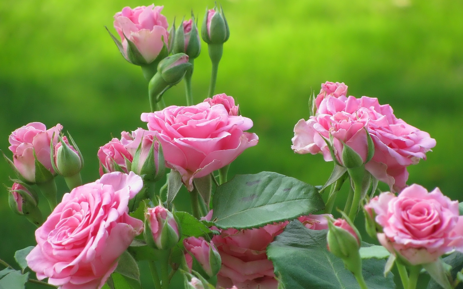 Скачать картинку Цветок, Розовый, Земля/природа, Розовый Куст в телефон бесплатно.