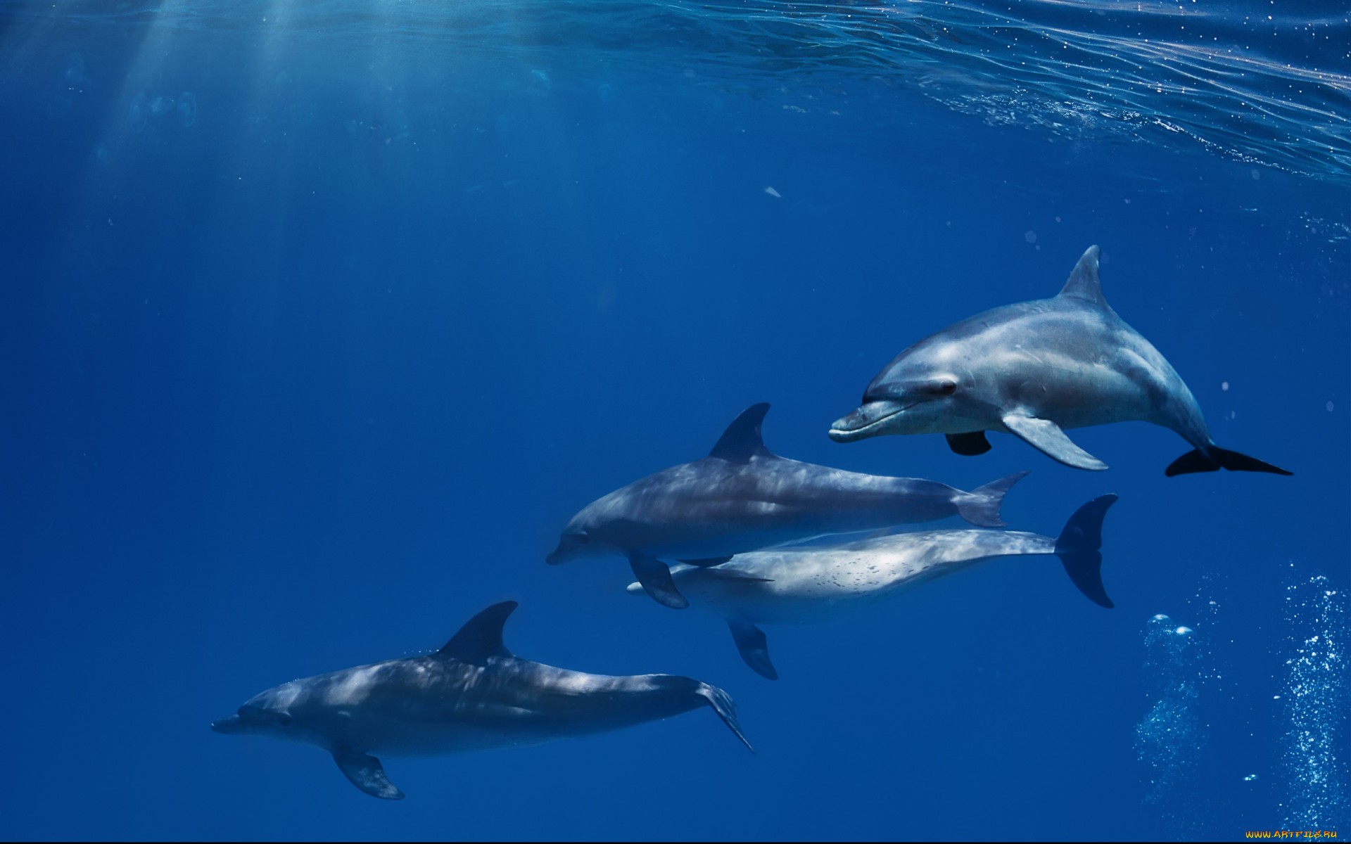 Free download wallpaper Animal, Dolphin on your PC desktop