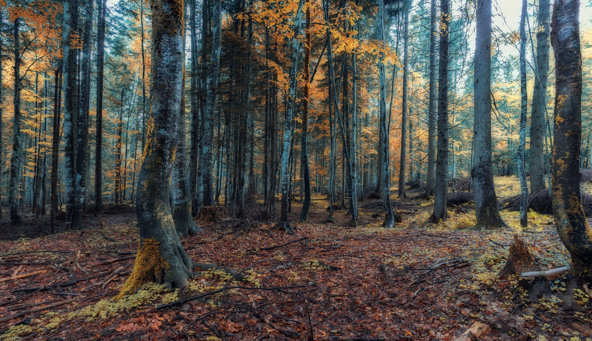Скачать обои бесплатно Природа, Осень, Лес, Дерево, Земля/природа картинка на рабочий стол ПК