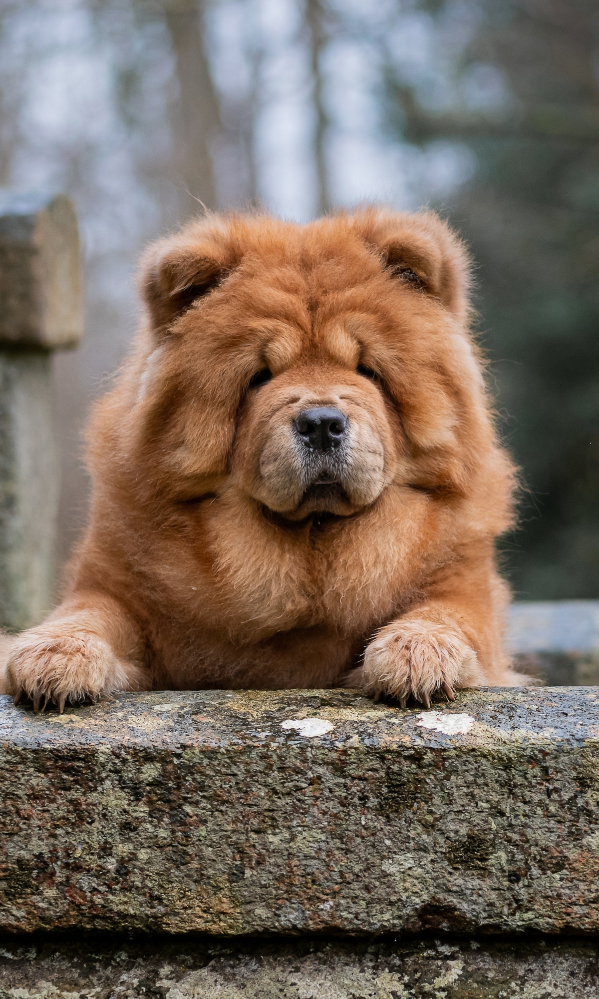 Download mobile wallpaper Dogs, Dog, Animal, Chow Chow for free.