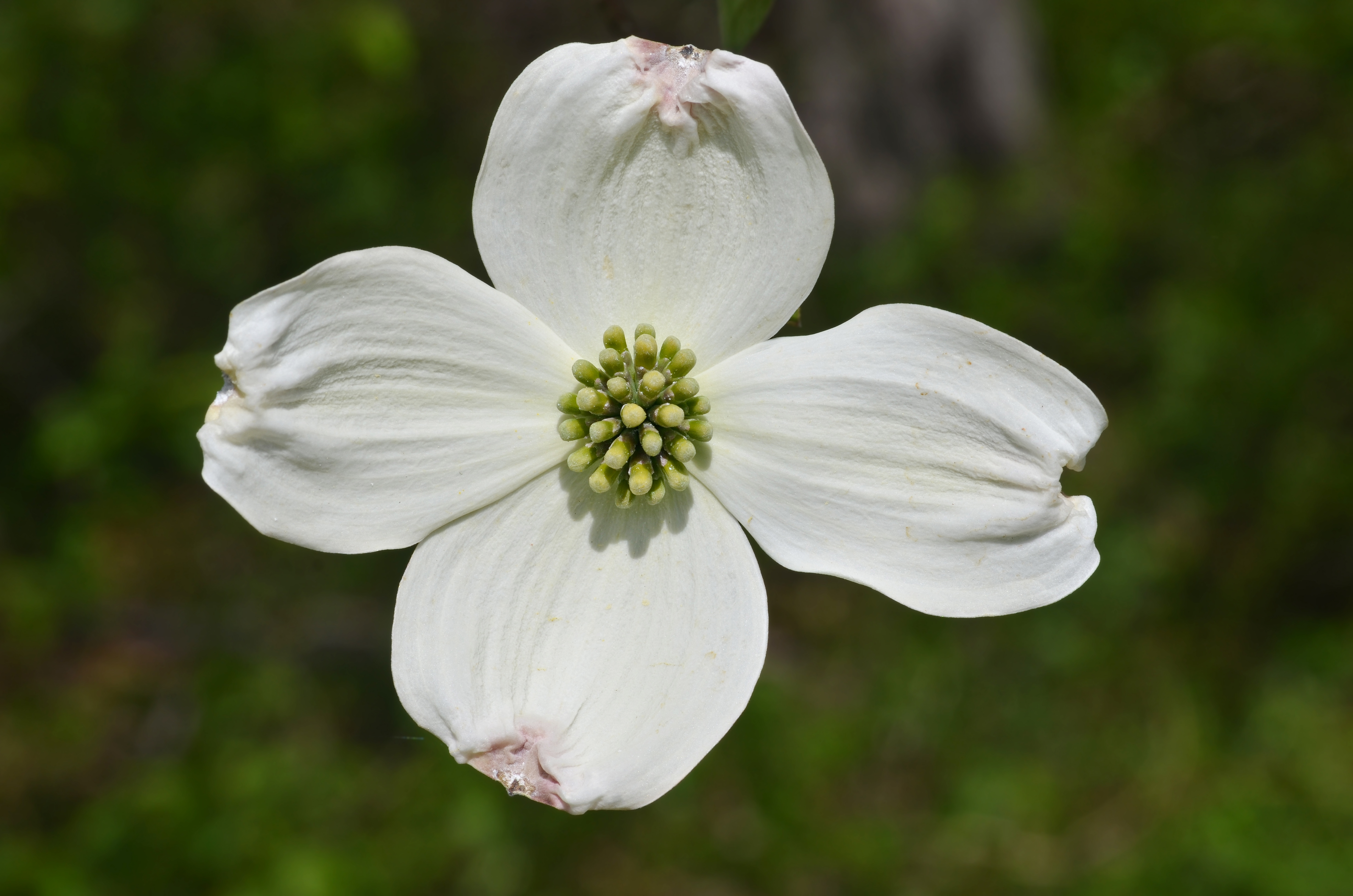 Laden Sie das Blumen, Blume, Erde/natur, Blühender Hartriegel-Bild kostenlos auf Ihren PC-Desktop herunter