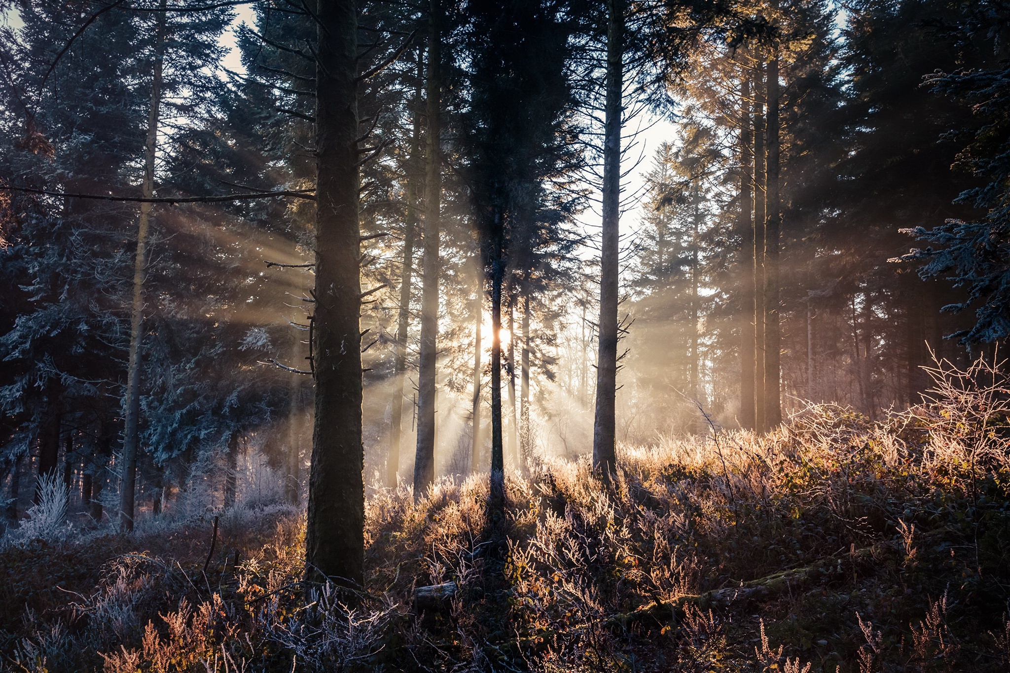 Descarga gratis la imagen Naturaleza, Bosque, Árbol, Rayo De Sol, Tierra/naturaleza en el escritorio de tu PC