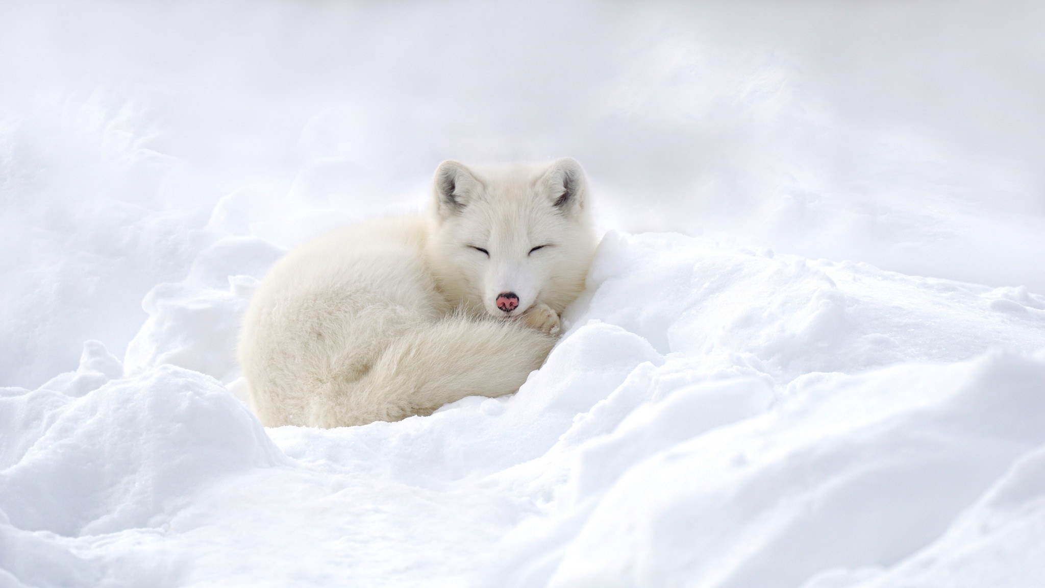 408951 télécharger l'image renard polaire, animaux, en train de dormir, neiger, blanc, chiens - fonds d'écran et économiseurs d'écran gratuits