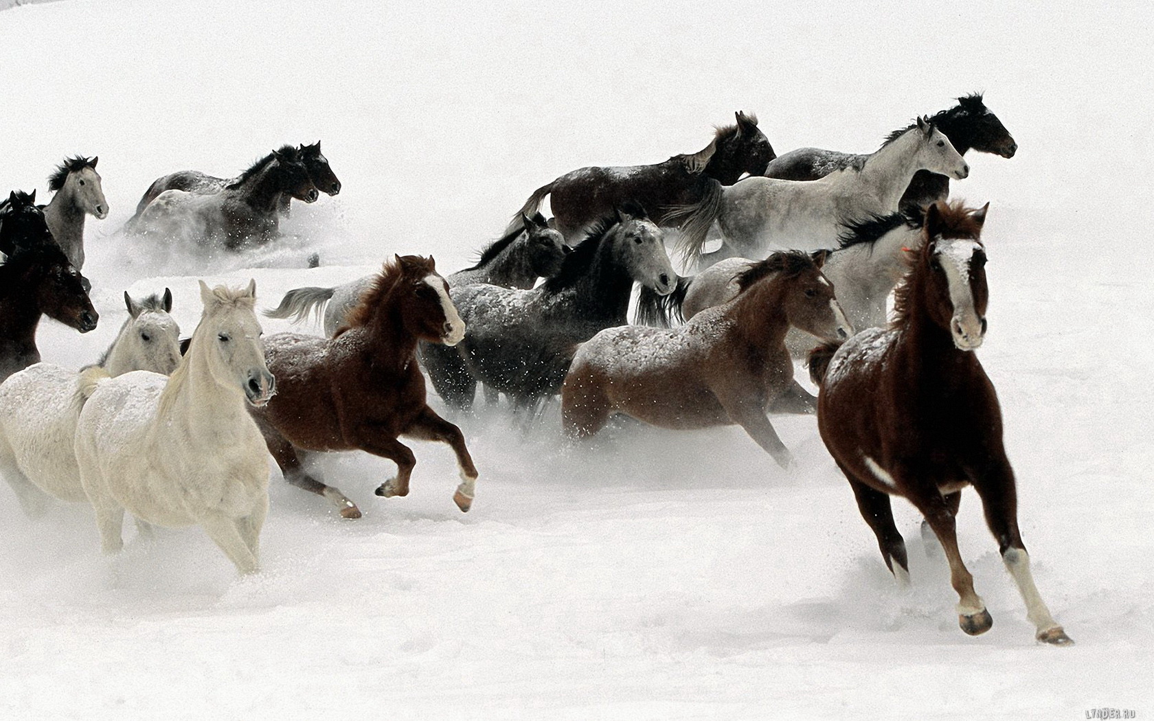 Descarga gratuita de fondo de pantalla para móvil de Animales, Caballo.