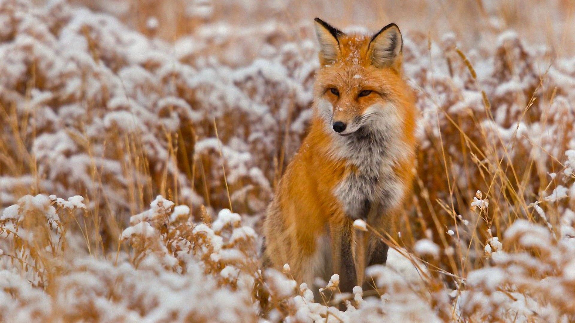Download mobile wallpaper Sit, Hunting, Hunt, Snow, Animals, Grass, Fox for free.