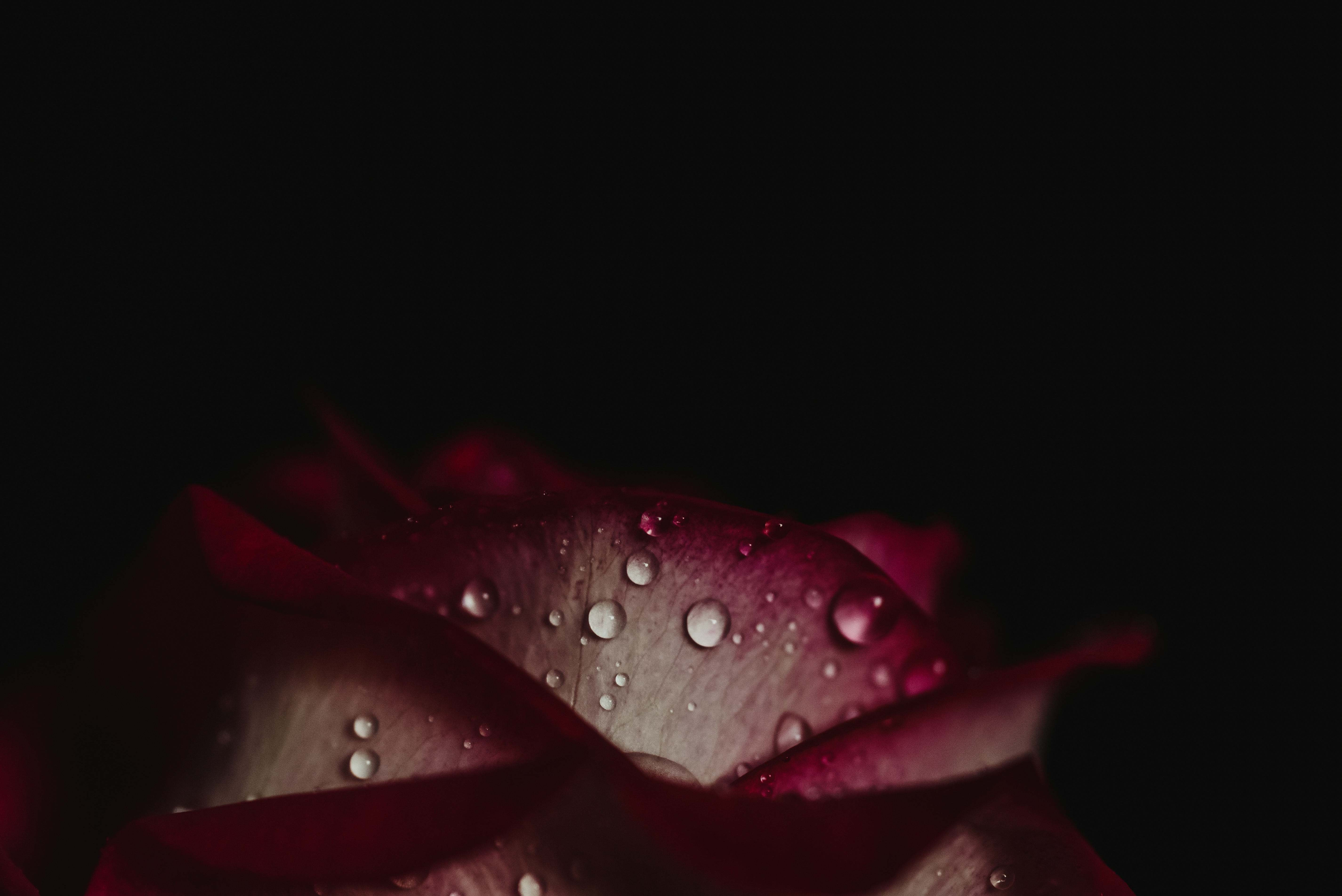 Laden Sie das Blütenblätter, Dunkler Hintergrund, Dunkle Hintergründe, Rose, Drops, Dunkel-Bild kostenlos auf Ihren PC-Desktop herunter