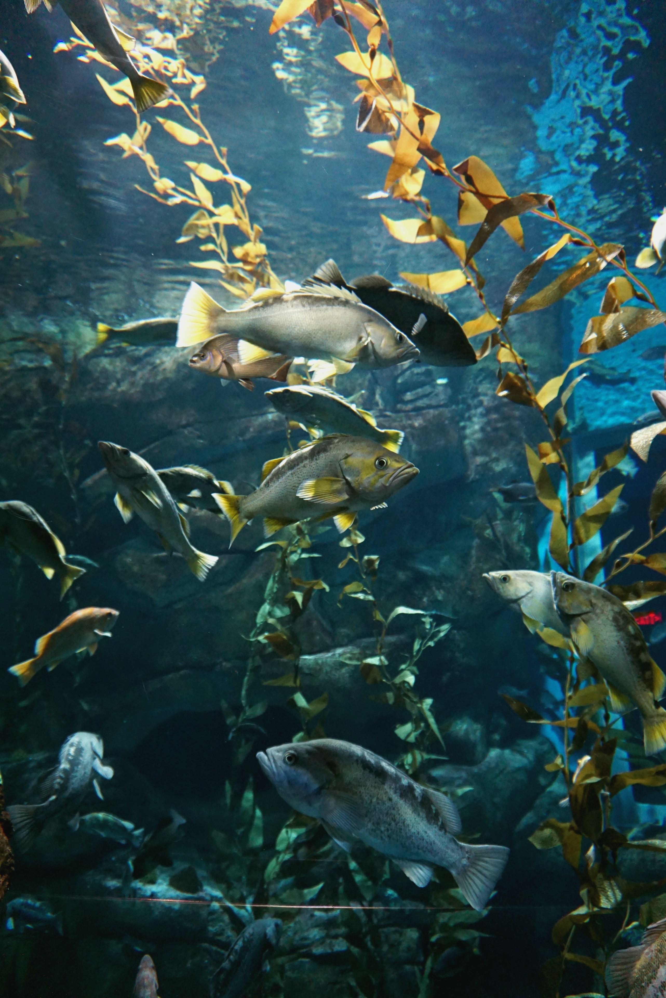 Download mobile wallpaper Aquarium, Fishes, Algae, Animals, Seaweed, Water for free.