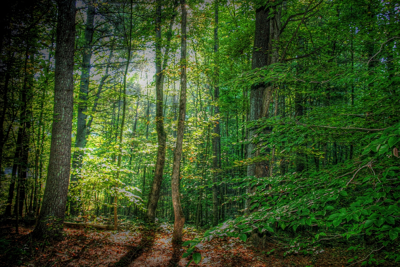 Baixe gratuitamente a imagem Floresta, Terra/natureza na área de trabalho do seu PC