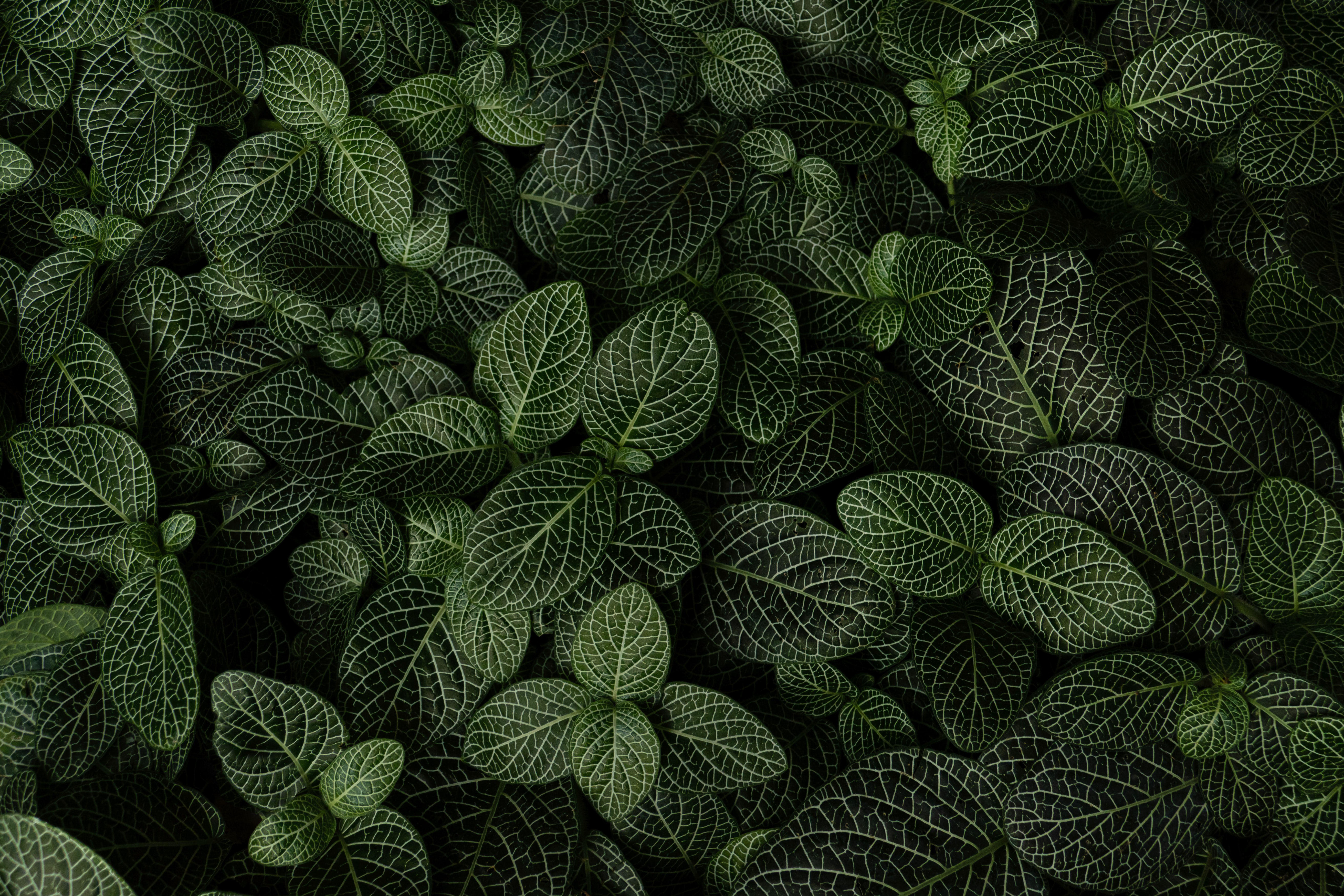 Download mobile wallpaper View From Above, Leaves, Plant, Nature for free.