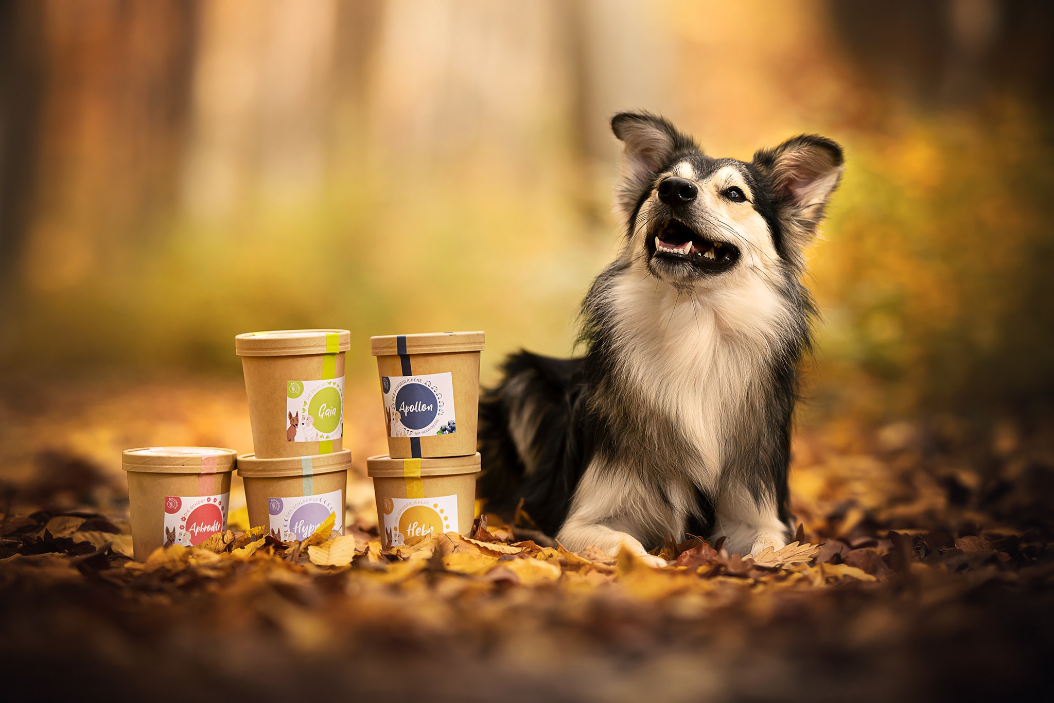 Free download wallpaper Dogs, Dog, Fall, Animal on your PC desktop