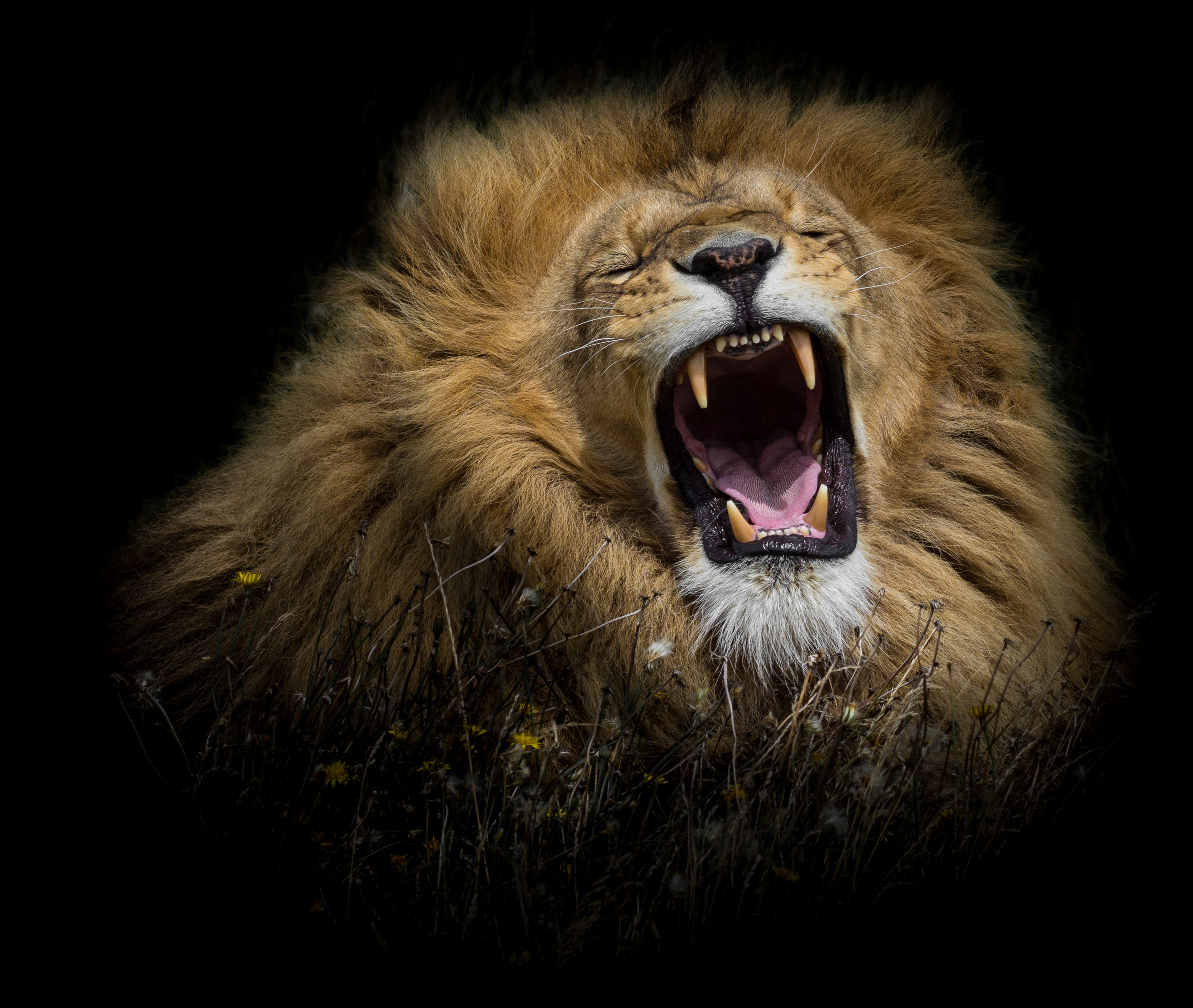 474107 descargar imagen animales, león, cara, rugido, gatos: fondos de pantalla y protectores de pantalla gratis