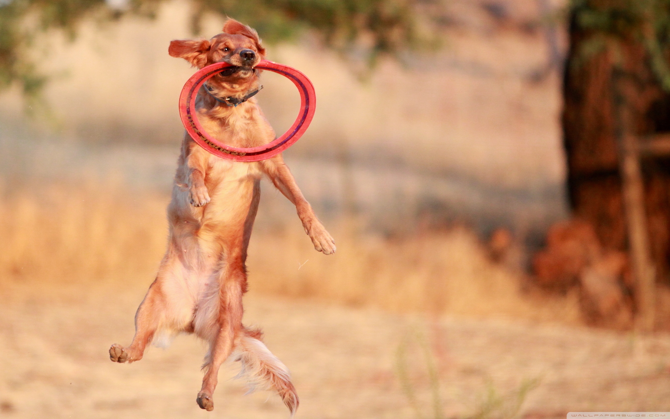 Baixar papel de parede para celular de Animais, Cães, Cão gratuito.