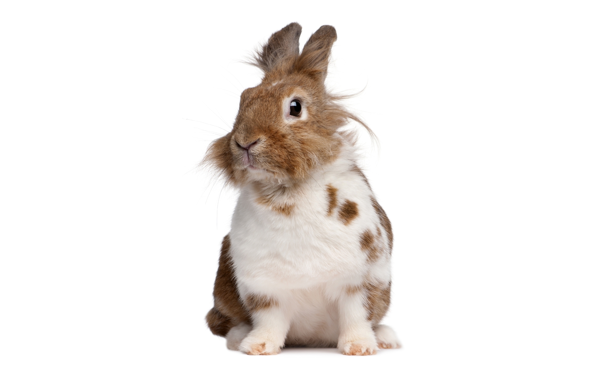Laden Sie das Tiere, Hase-Bild kostenlos auf Ihren PC-Desktop herunter