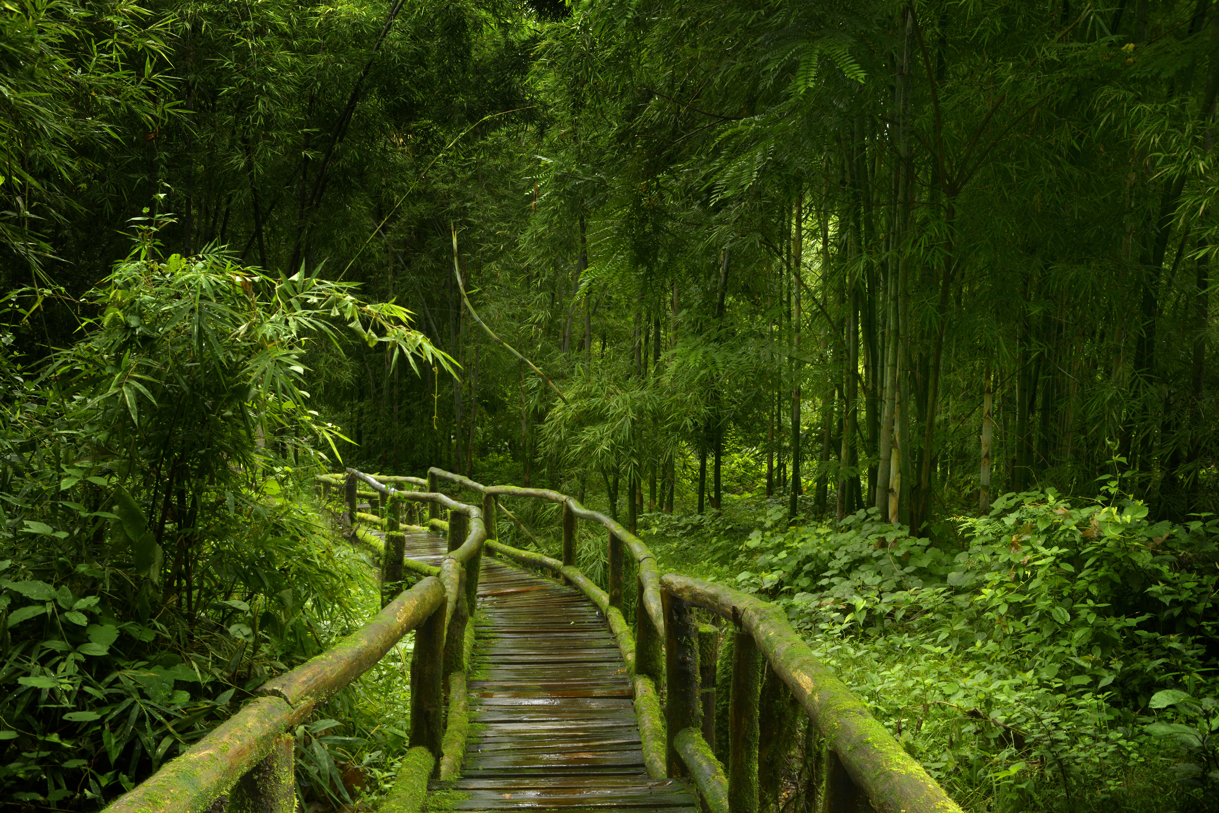 813675 скачать обои бамбук, зелень, природа, сделано человеком, дощатый настил, лес, дорога - заставки и картинки бесплатно