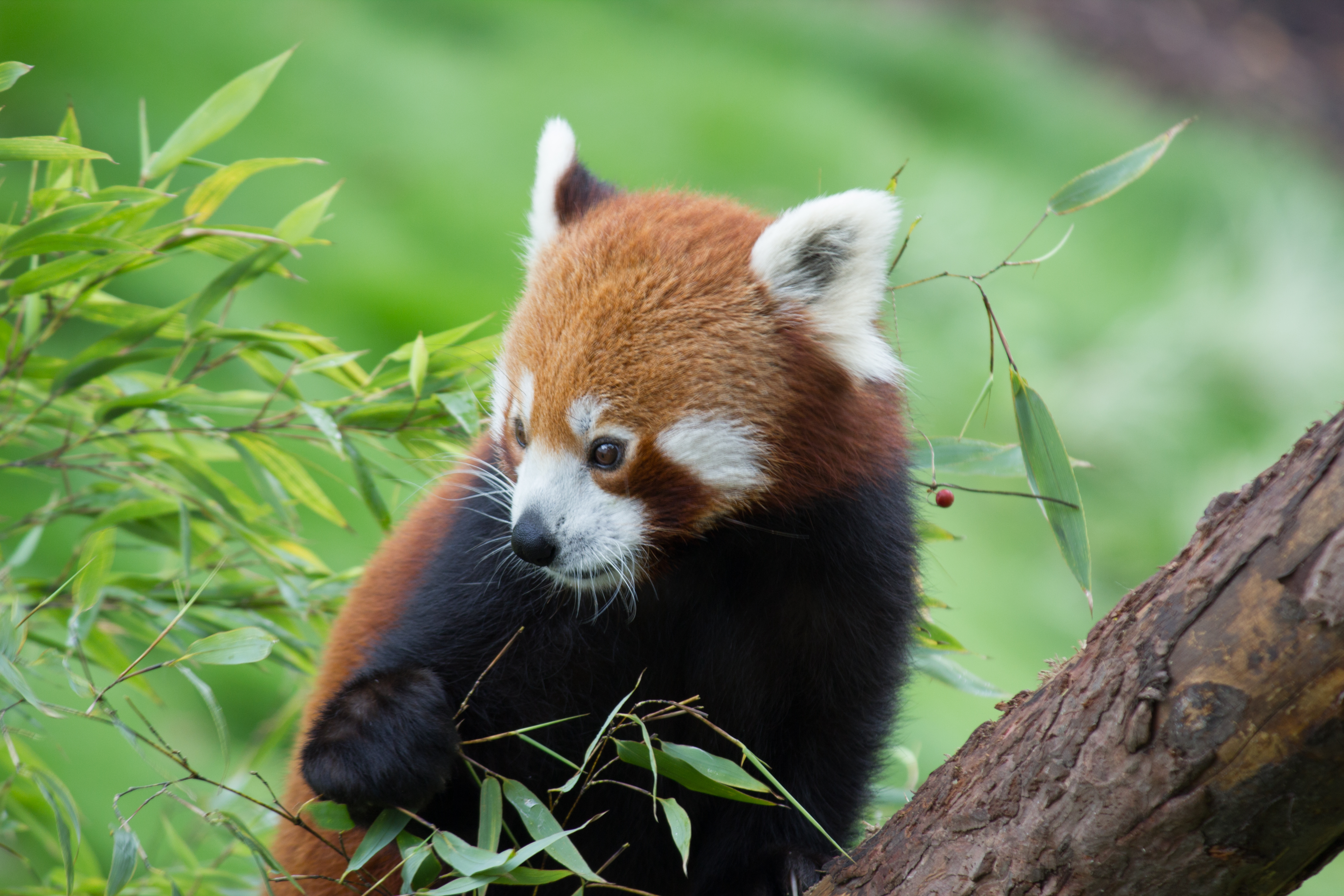 Descarga gratuita de fondo de pantalla para móvil de Querido, Bambú, Animales, Lindo, Animal, Panda Rojo.