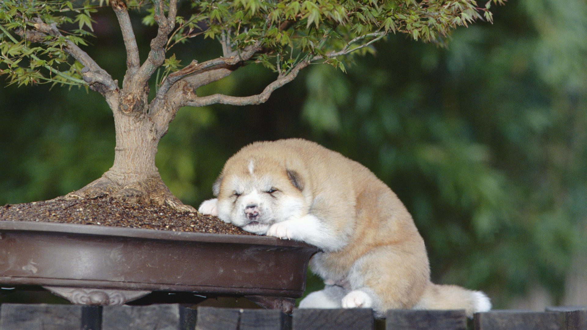 animal, akita, baby animal, bonsai, dog, puppy, sleeping, dogs