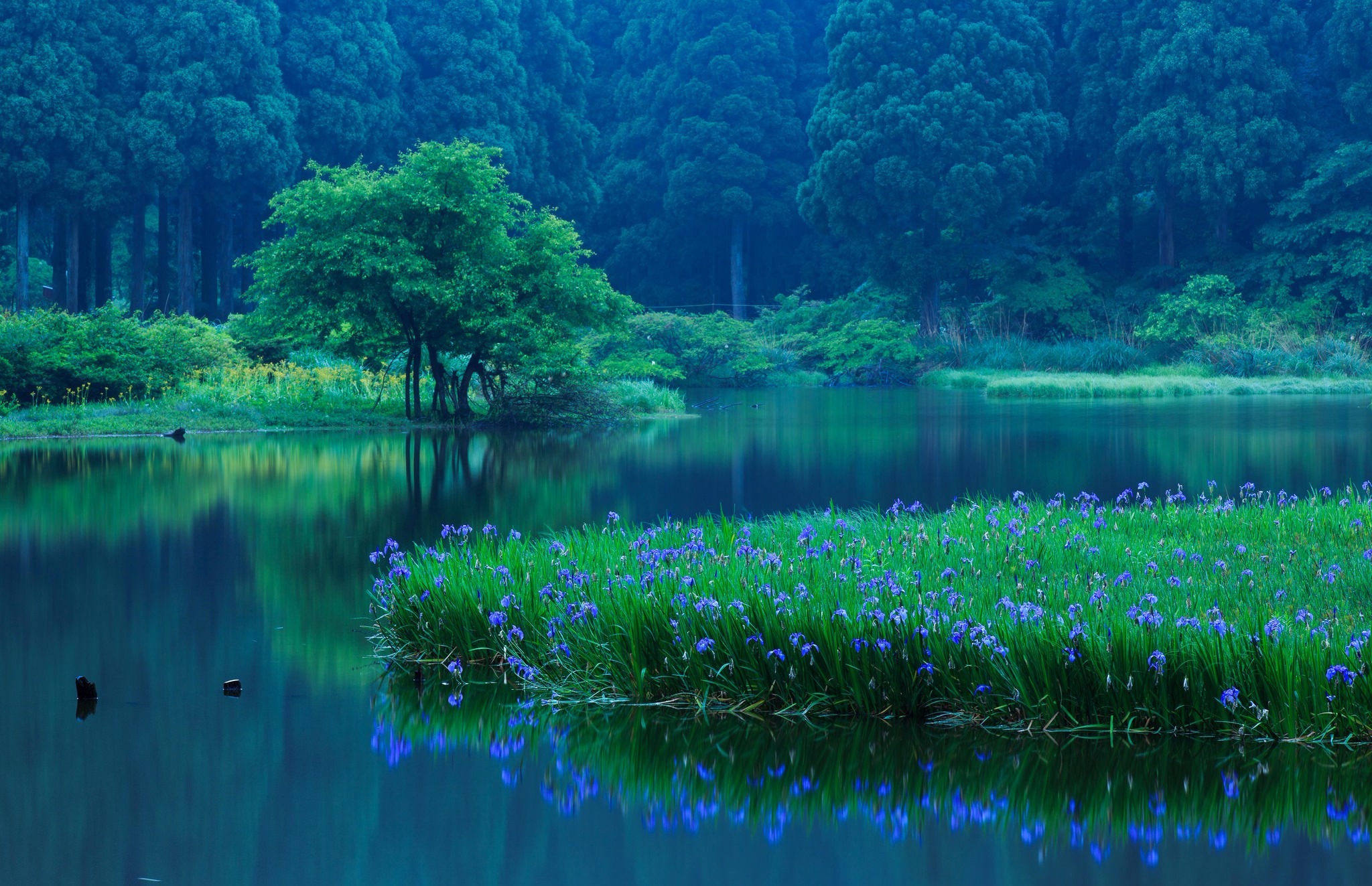 無料モバイル壁紙湖, 反射, 花, 森, 地球, 青い花をダウンロードします。