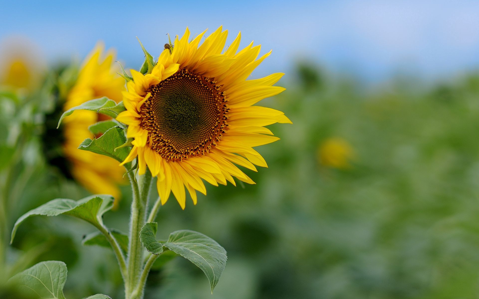 Download mobile wallpaper Flowers, Field, Sky, Greens, Sunflower, Nature for free.