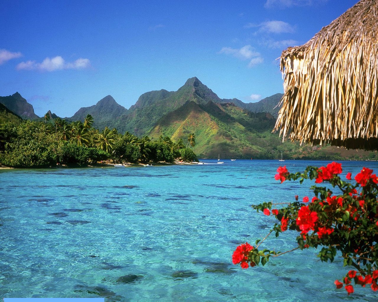 Téléchargez gratuitement l'image Tropical, Photographie sur le bureau de votre PC