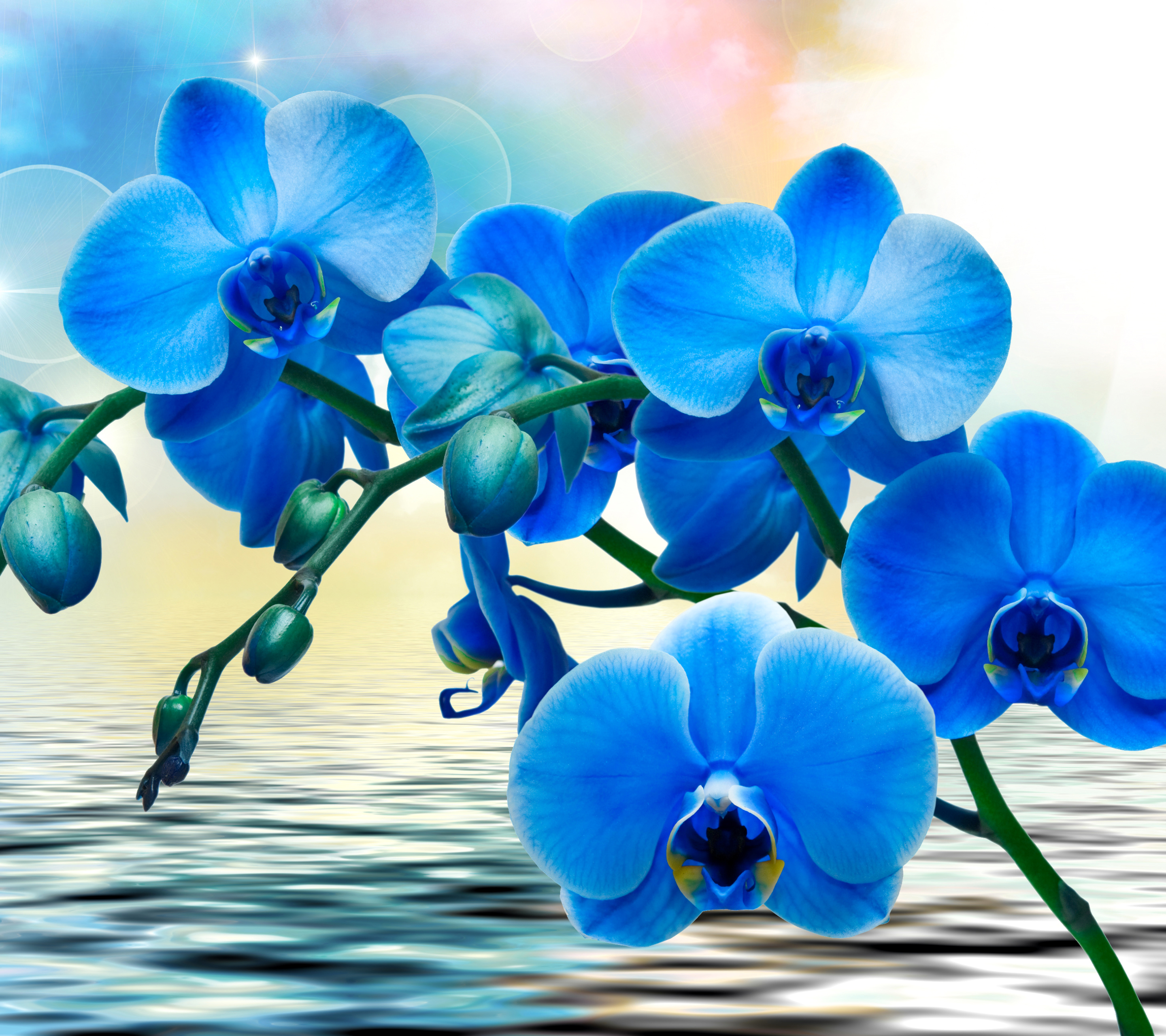 無料モバイル壁紙フラワーズ, 水, 花, 地球, 蘭, 青い花をダウンロードします。
