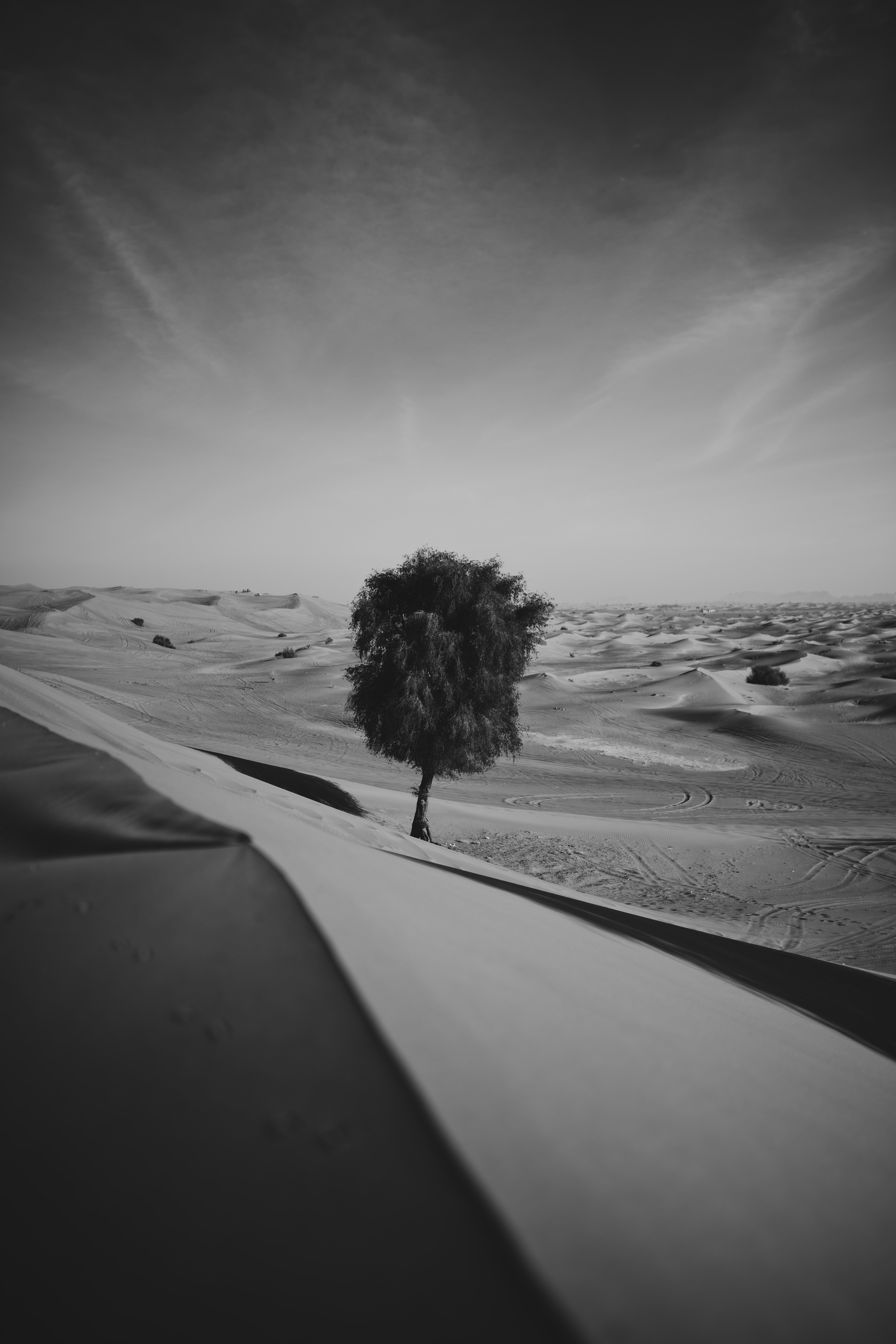 nature, sand, desert, wood, tree, bw, chb, alone, lonely, dunes, links