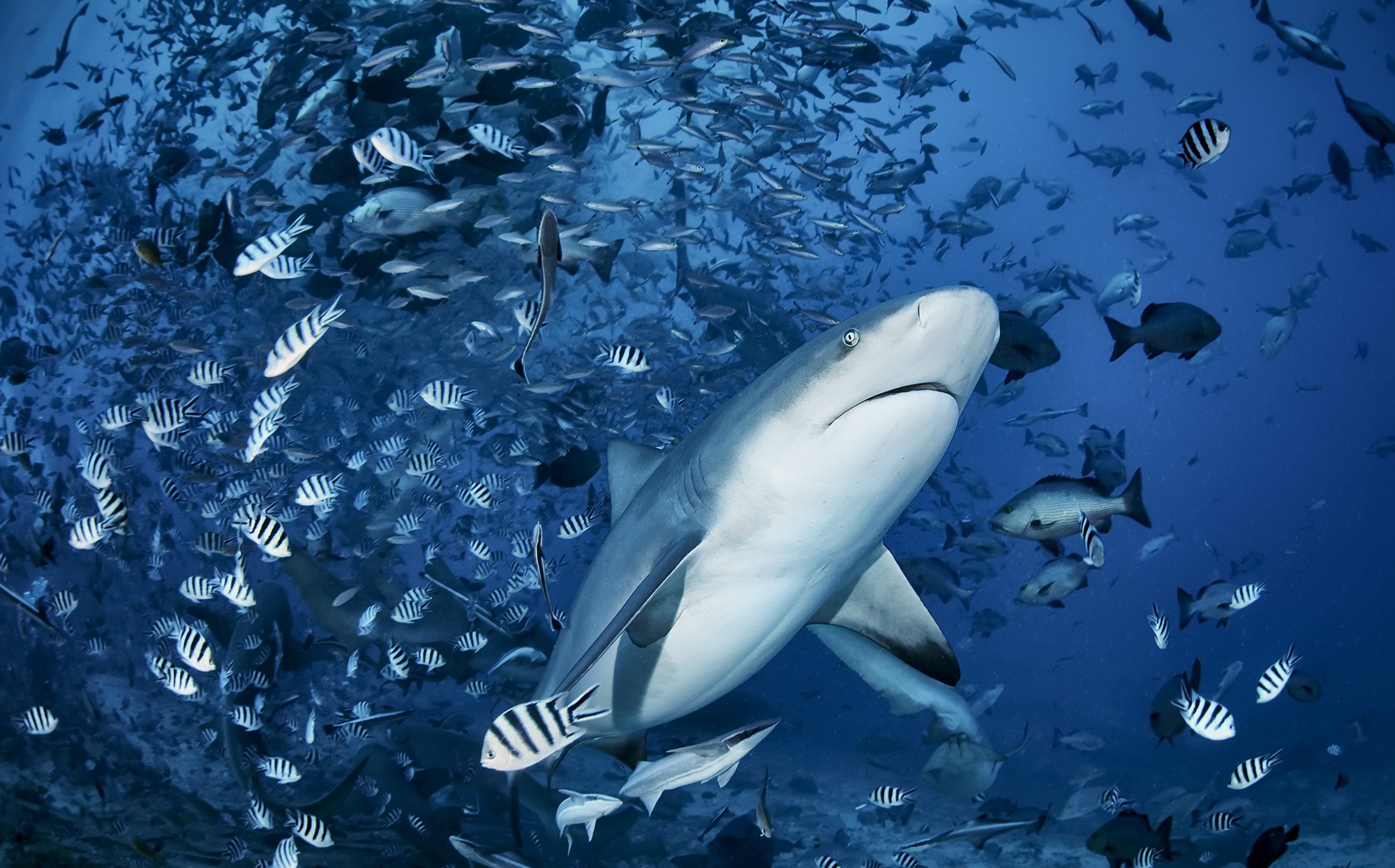 Free download wallpaper Sharks, Animal, Fish, Underwater, Shark on your PC desktop
