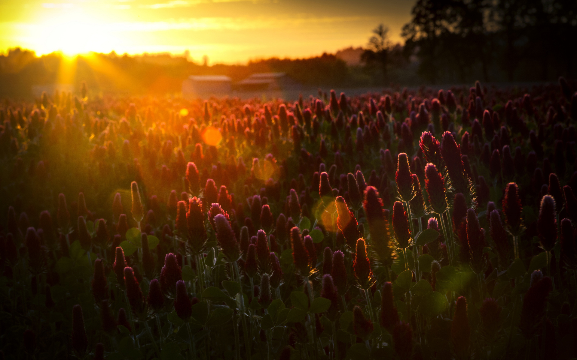 Téléchargez gratuitement l'image Fleur, Terre/nature sur le bureau de votre PC