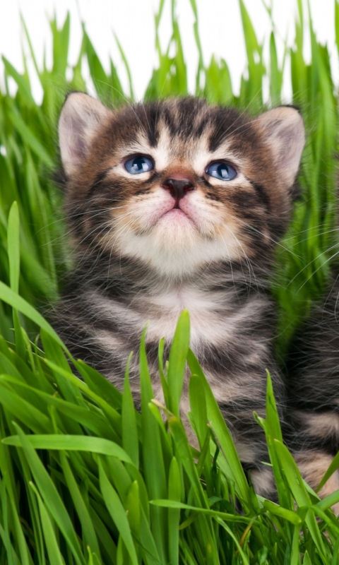 Download mobile wallpaper Cats, Grass, Cat, Kitten, Animal for free.