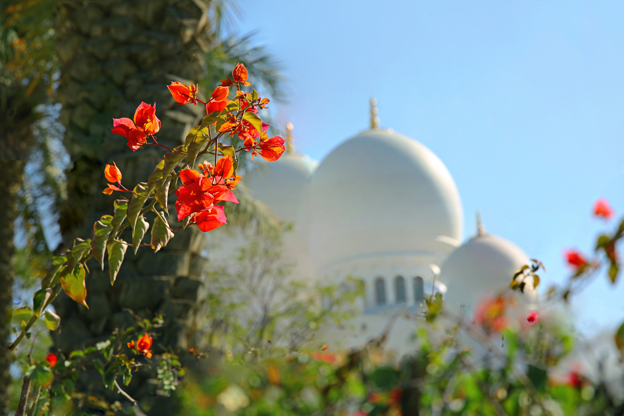 Download mobile wallpaper Flower, Blur, Dome, Mosque, Religious, Mosques for free.